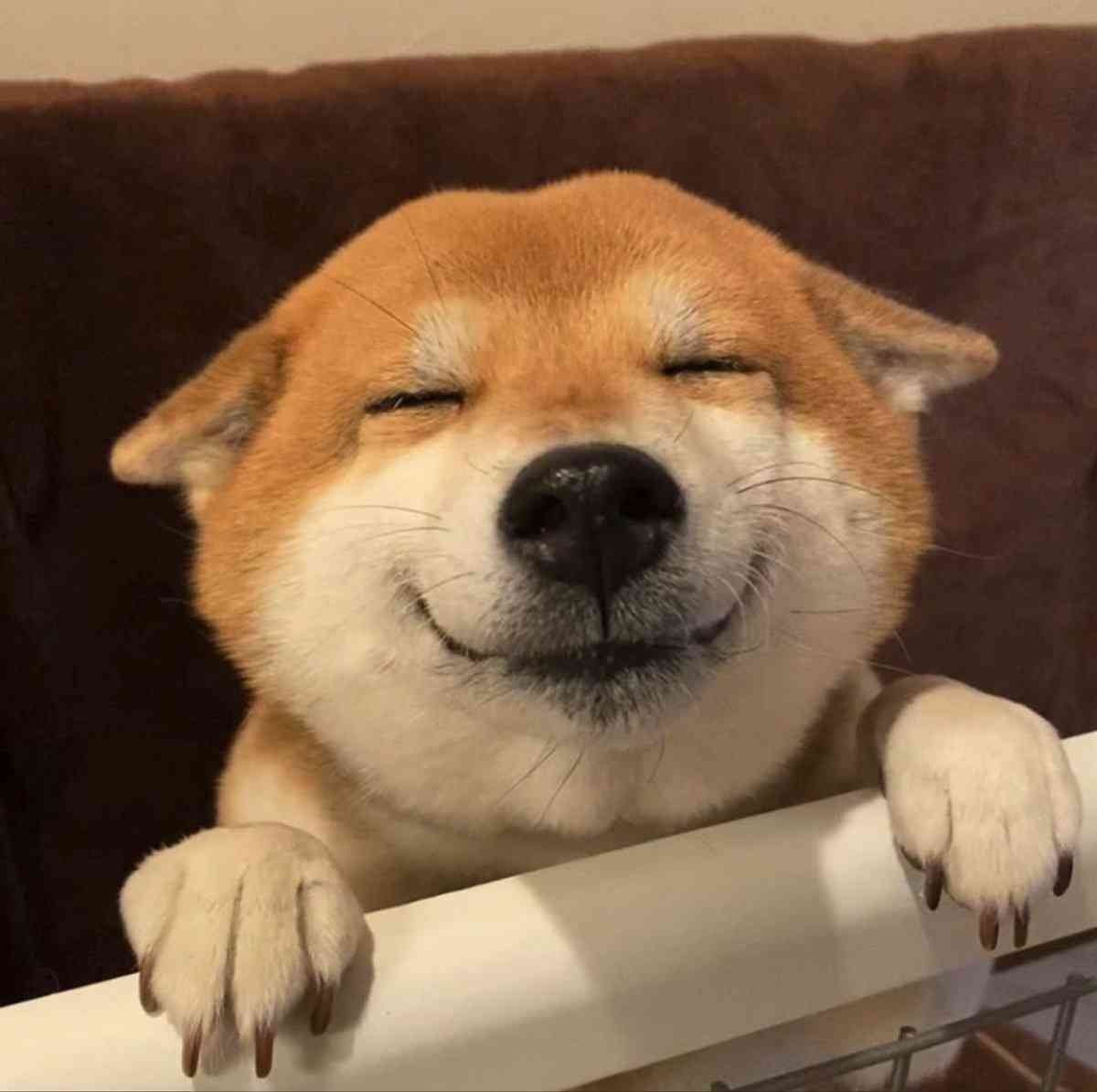 笑う動物たち