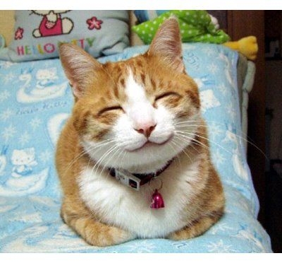 笑う動物たち