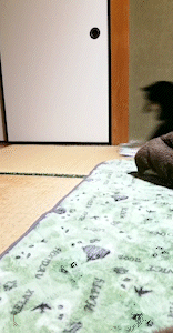 雑巾で床掃除するのが好きな人
