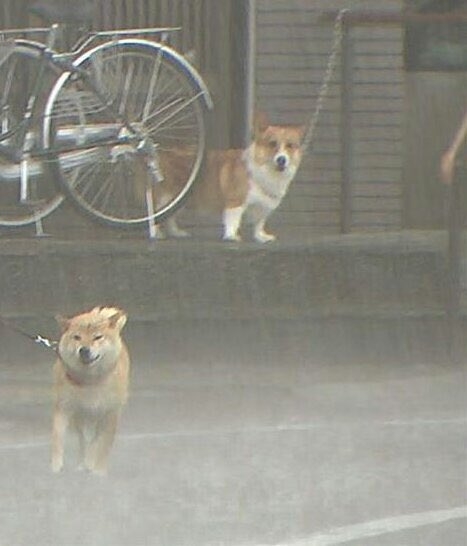 【台風】ペットはどうしてますか？