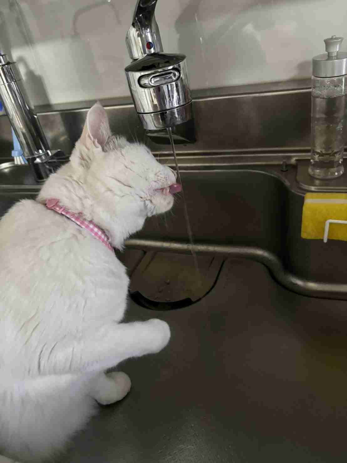 がるちゃん猫カフェ125号店開店しました♪(初めての方も大歓迎♪)