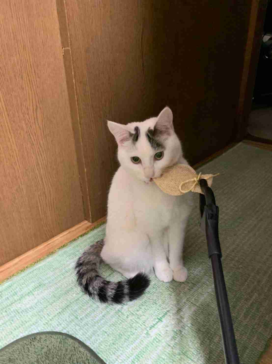 がるちゃん猫カフェ125号店開店しました♪(初めての方も大歓迎♪)