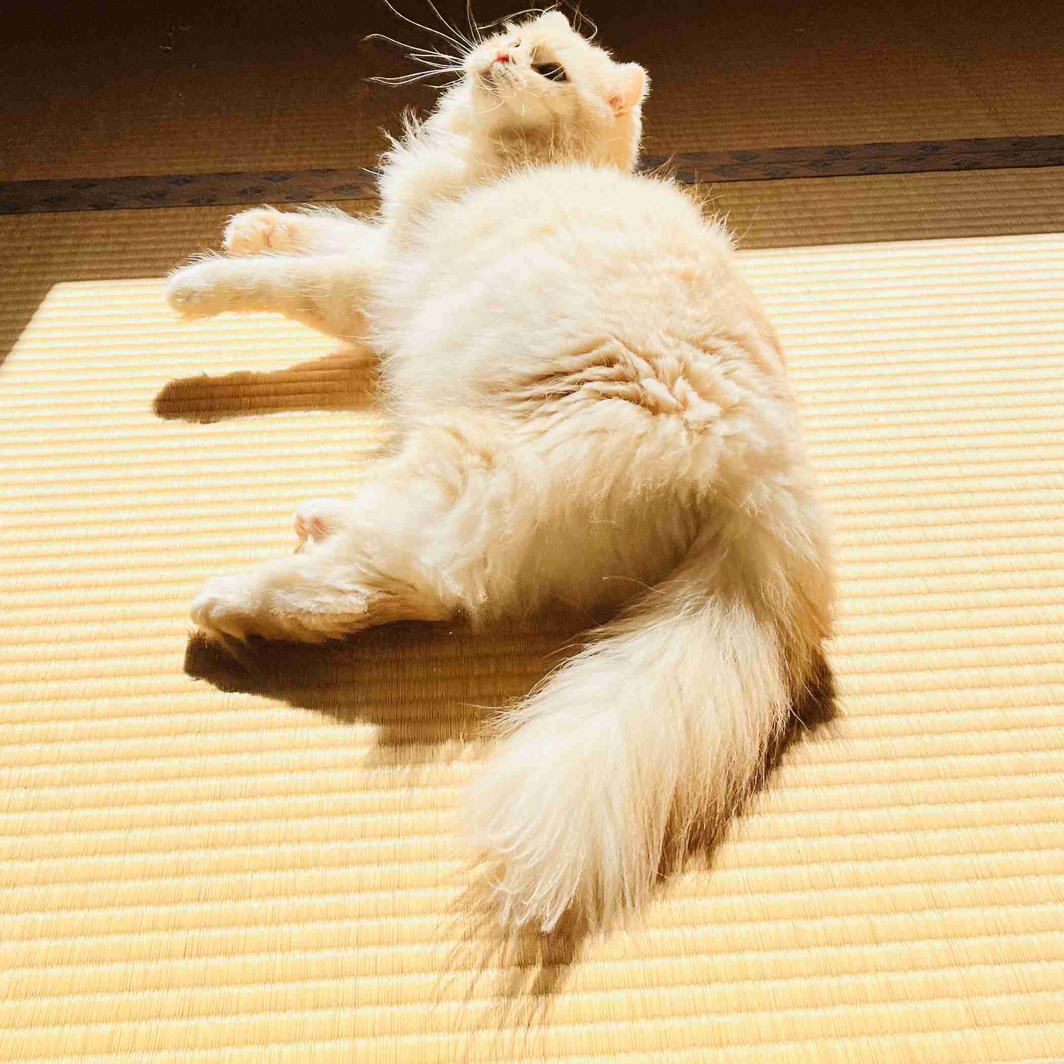 がるちゃん猫カフェ125号店開店しました♪(初めての方も大歓迎♪)
