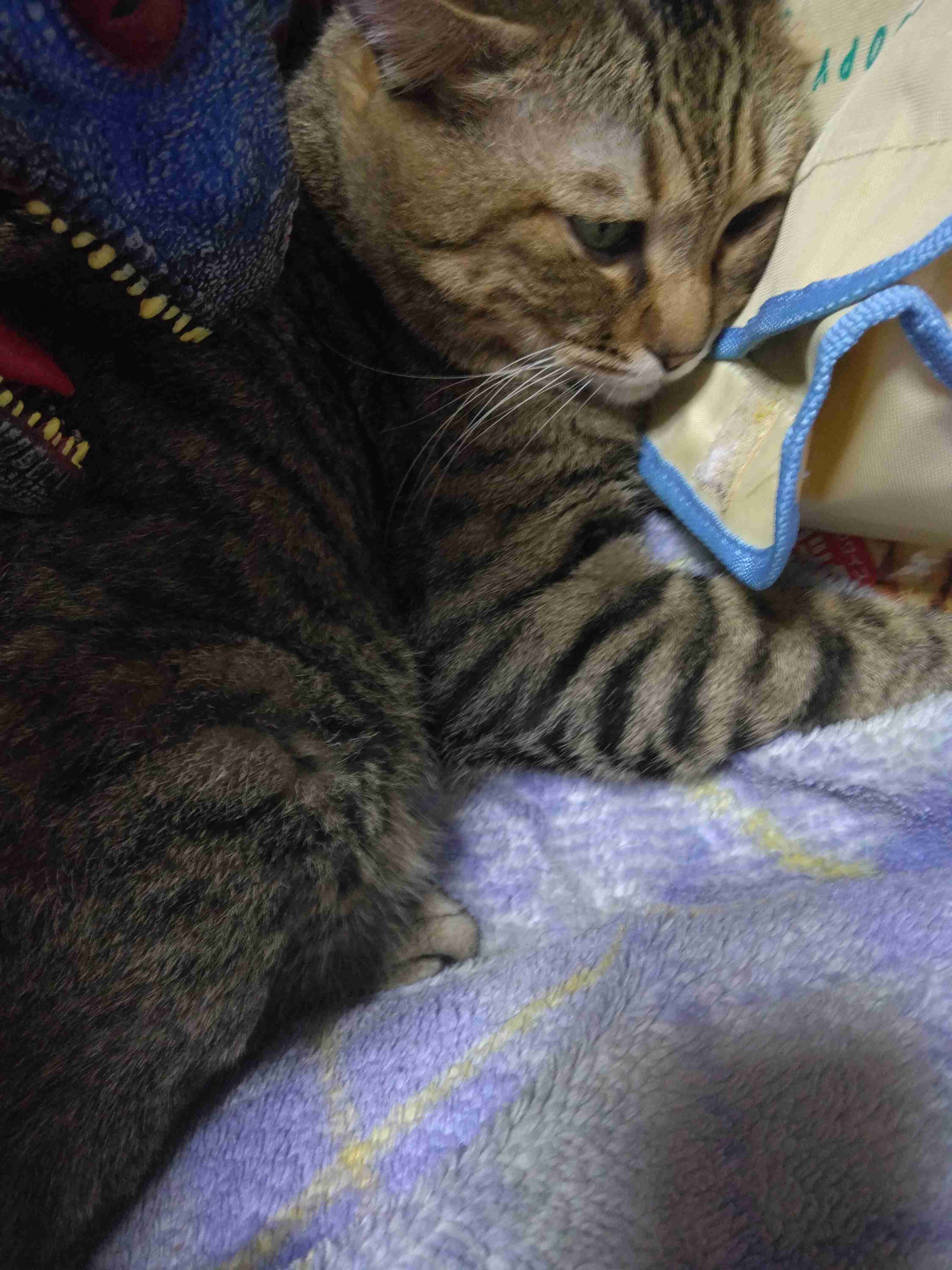 がるちゃん猫カフェ125号店開店しました♪(初めての方も大歓迎♪)