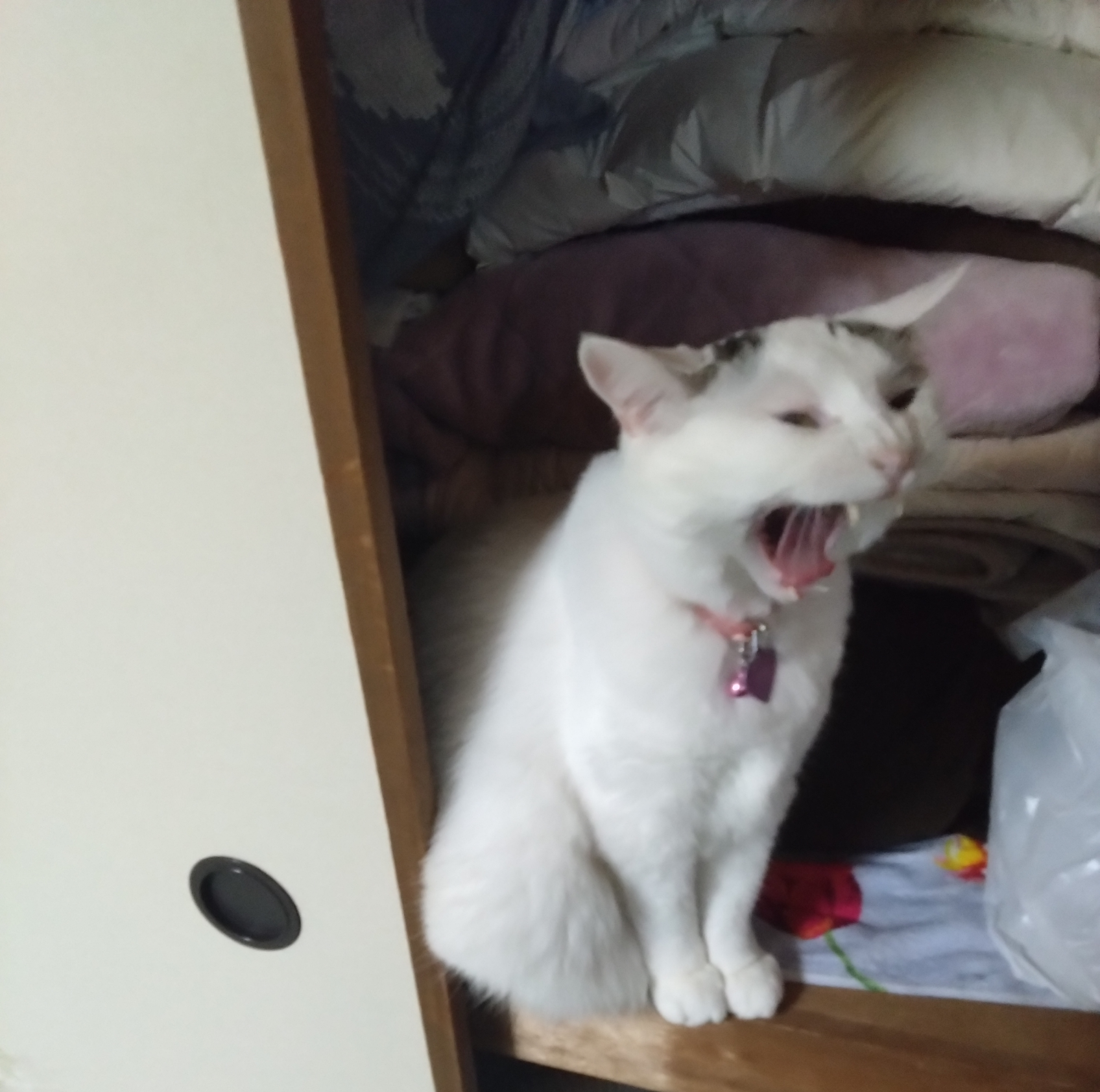 がるちゃん猫カフェ125号店開店しました♪(初めての方も大歓迎♪)