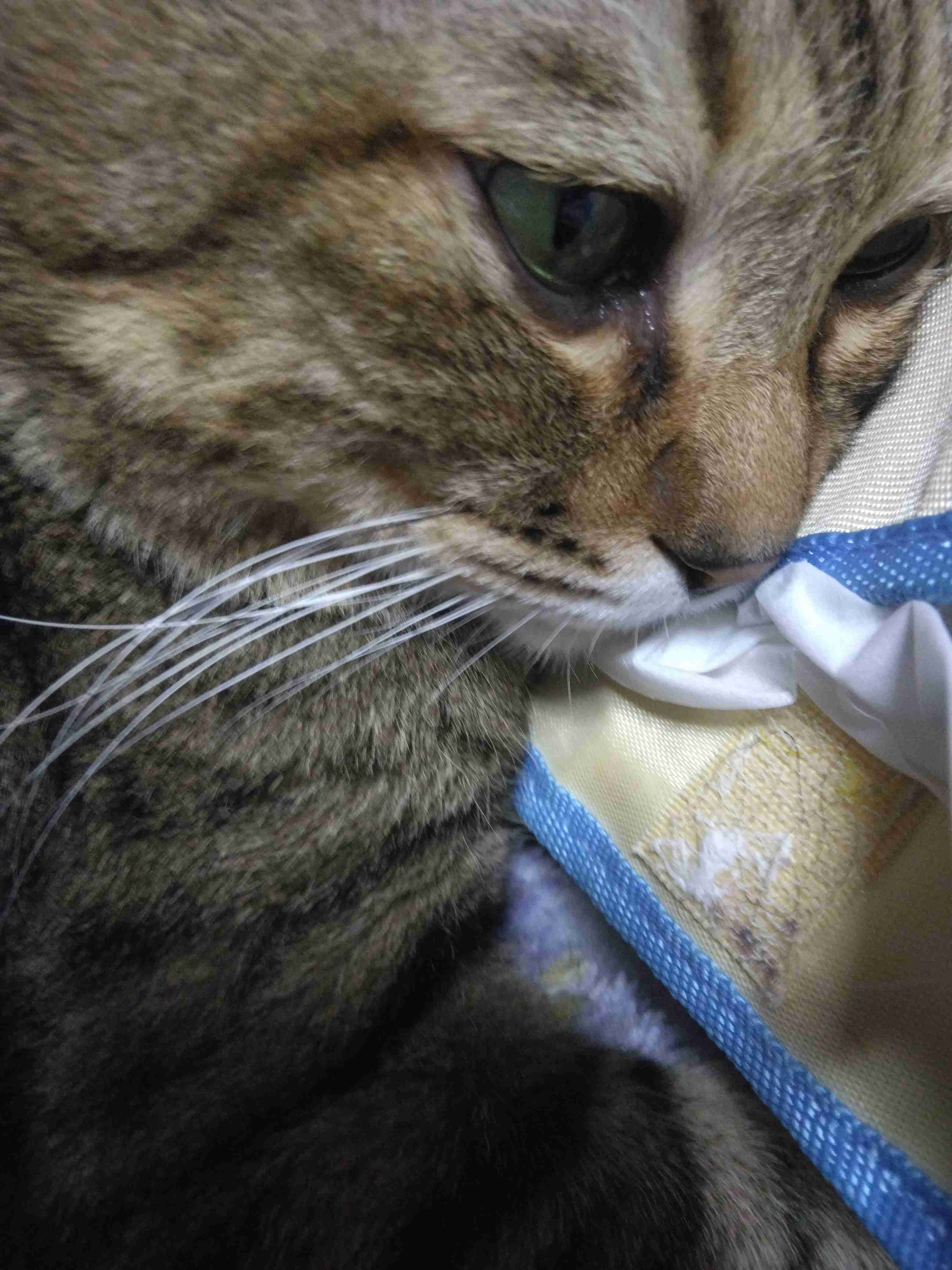 がるちゃん猫カフェ125号店開店しました♪(初めての方も大歓迎♪)