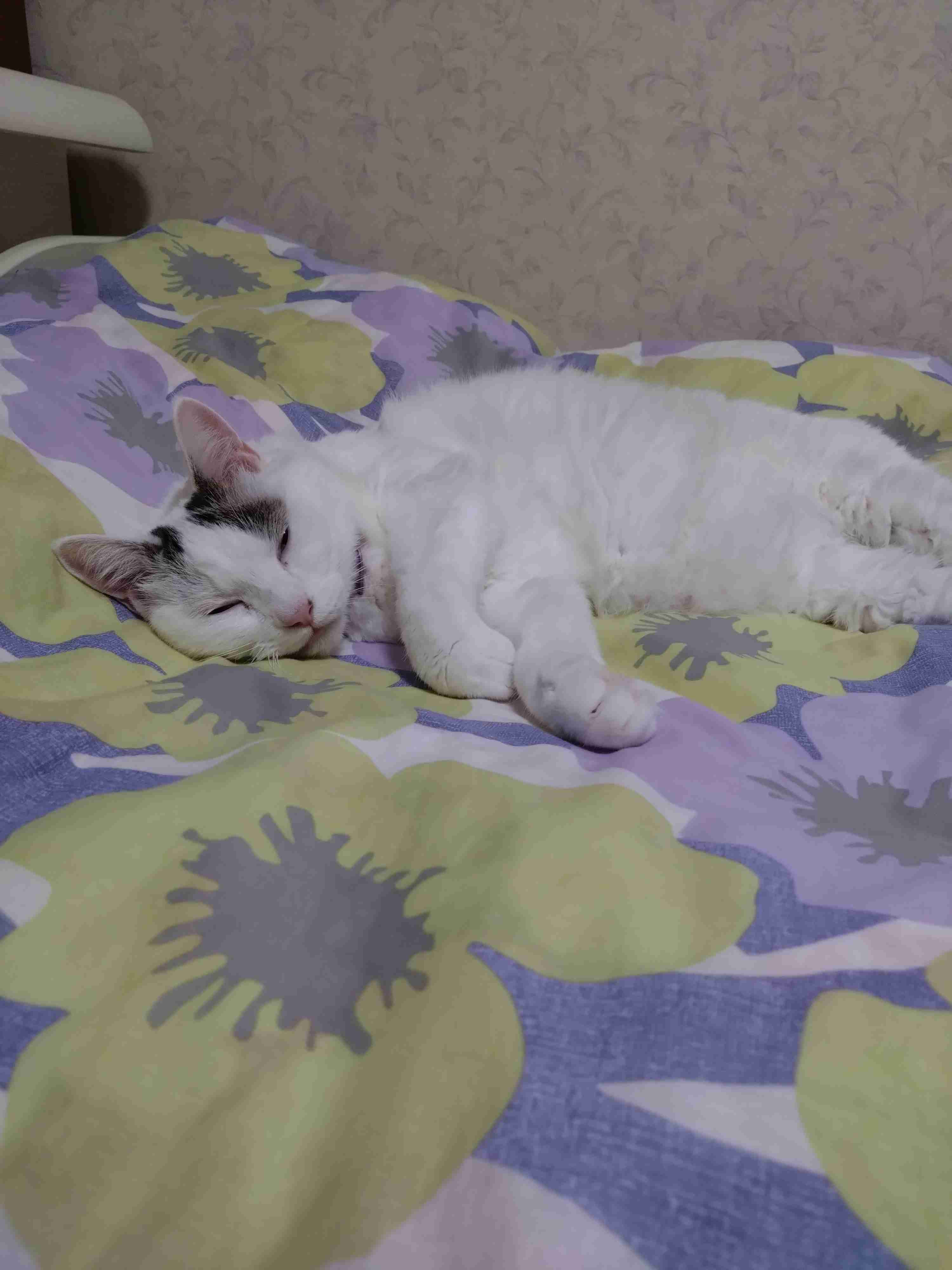 がるちゃん猫カフェ125号店開店しました♪(初めての方も大歓迎♪)