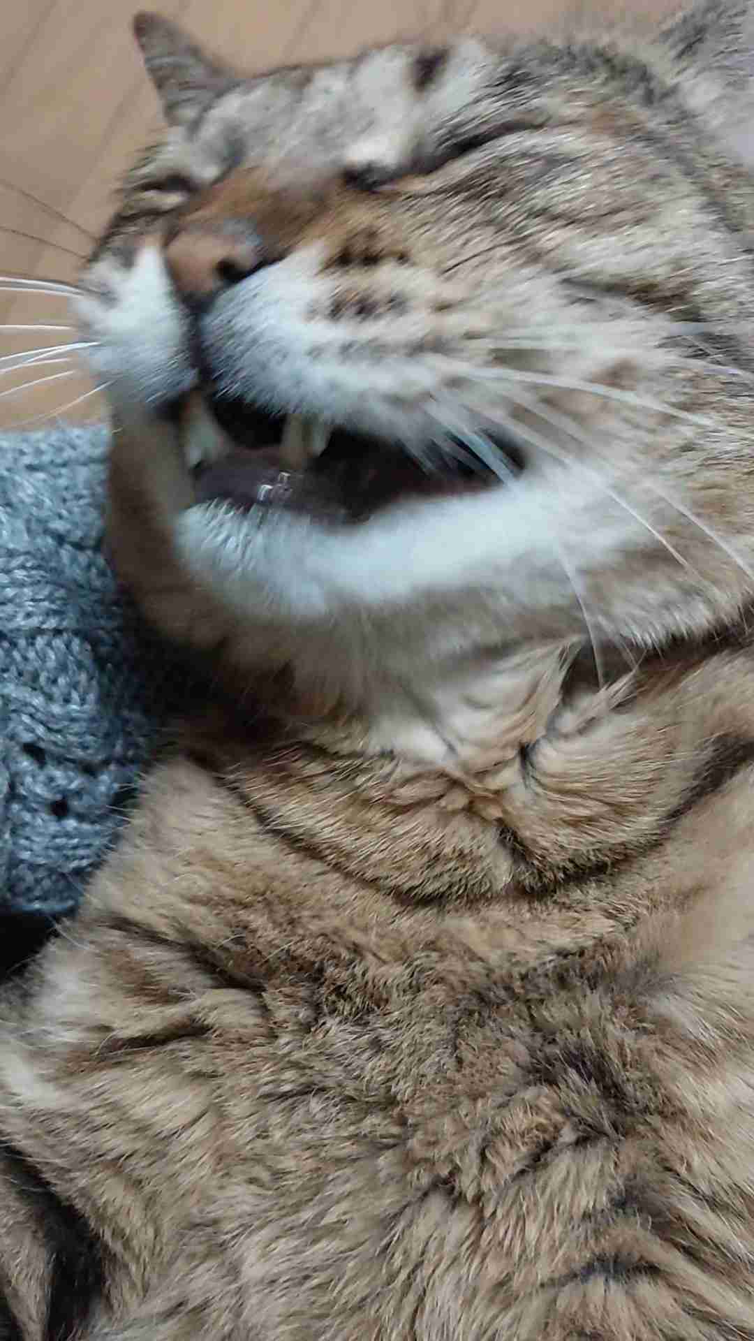 がるちゃん猫カフェ125号店開店しました♪(初めての方も大歓迎♪)