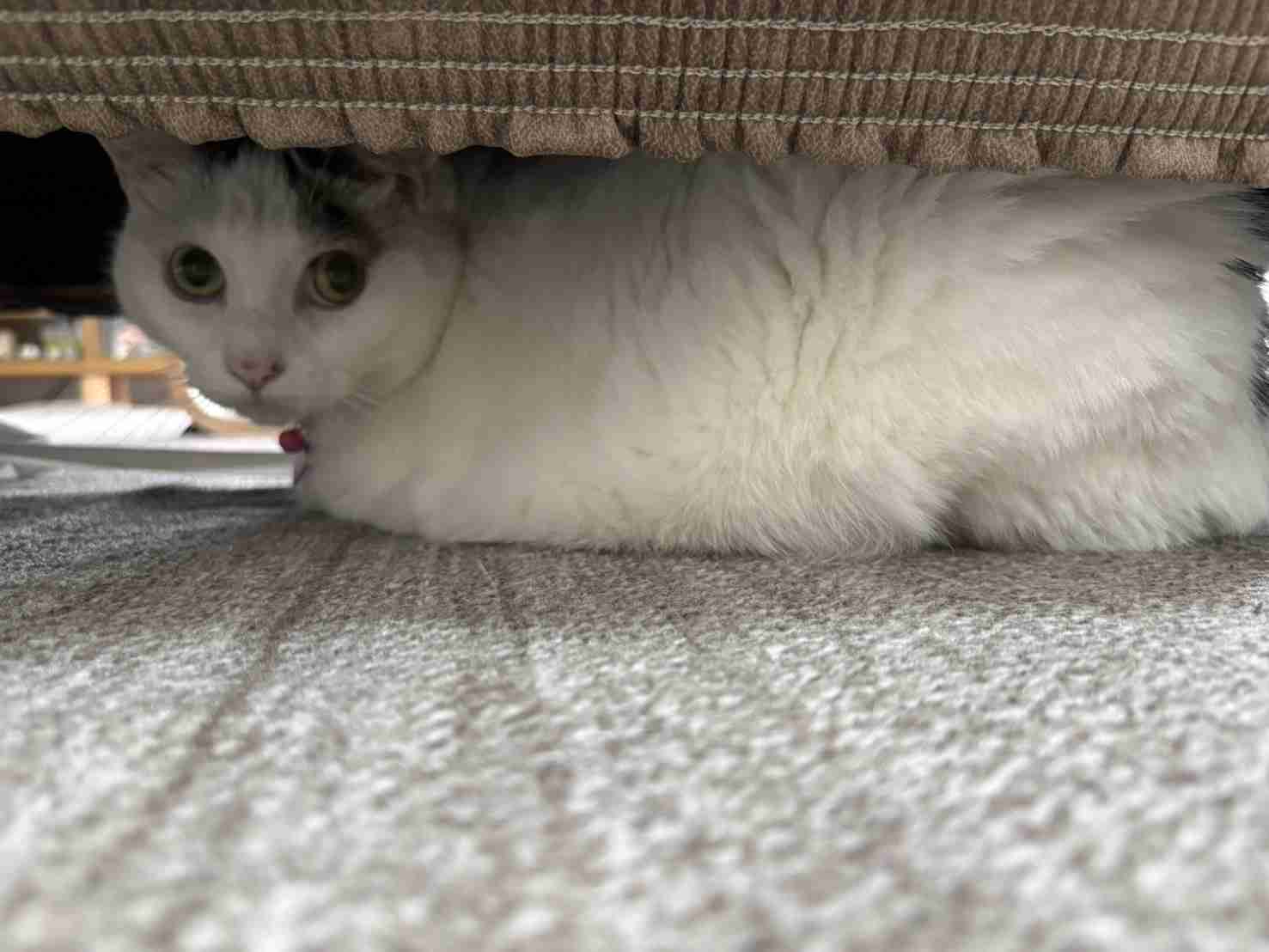 がるちゃん猫カフェ125号店開店しました♪(初めての方も大歓迎♪)