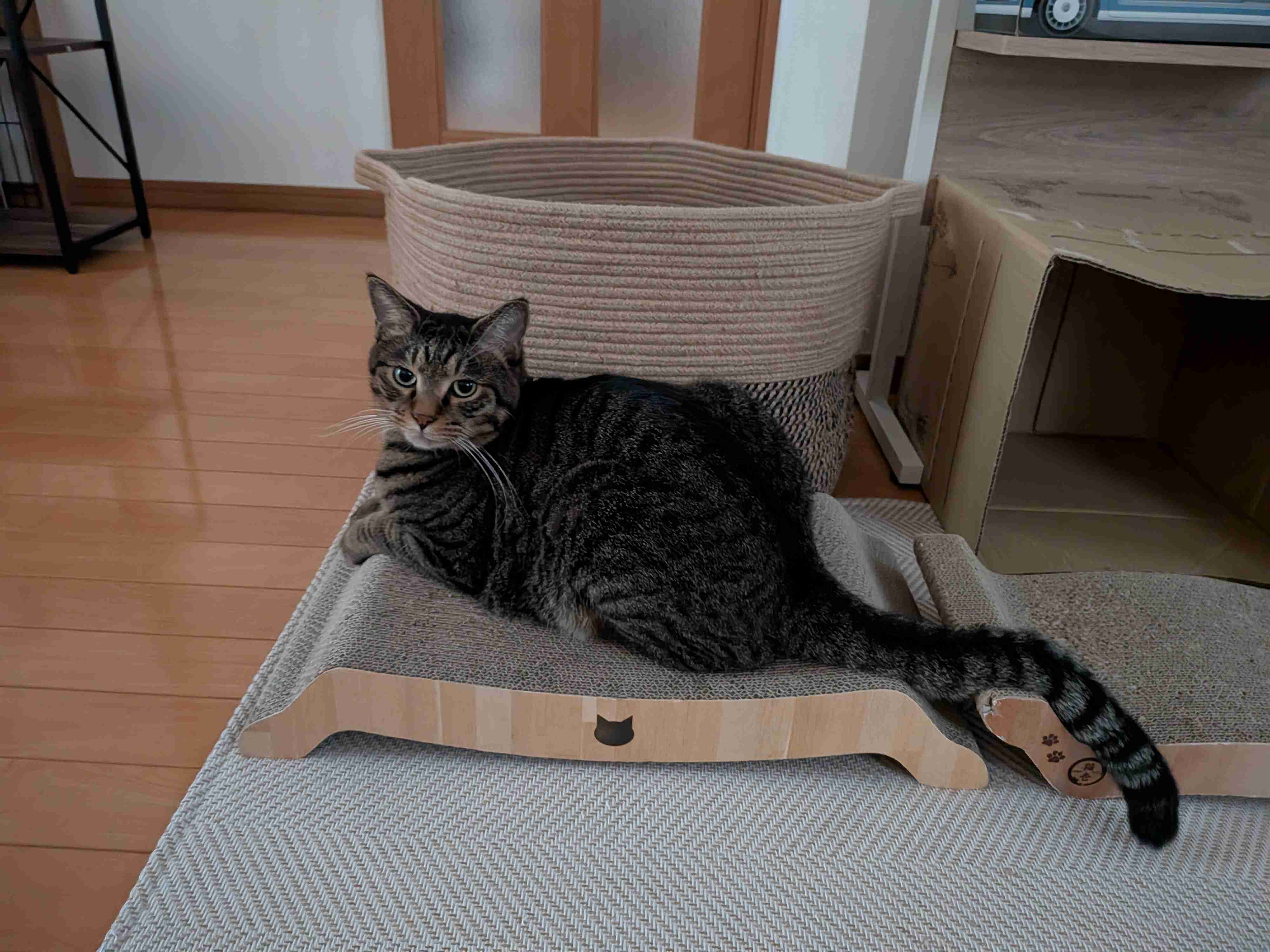 がるちゃん猫カフェ125号店開店しました♪(初めての方も大歓迎♪)