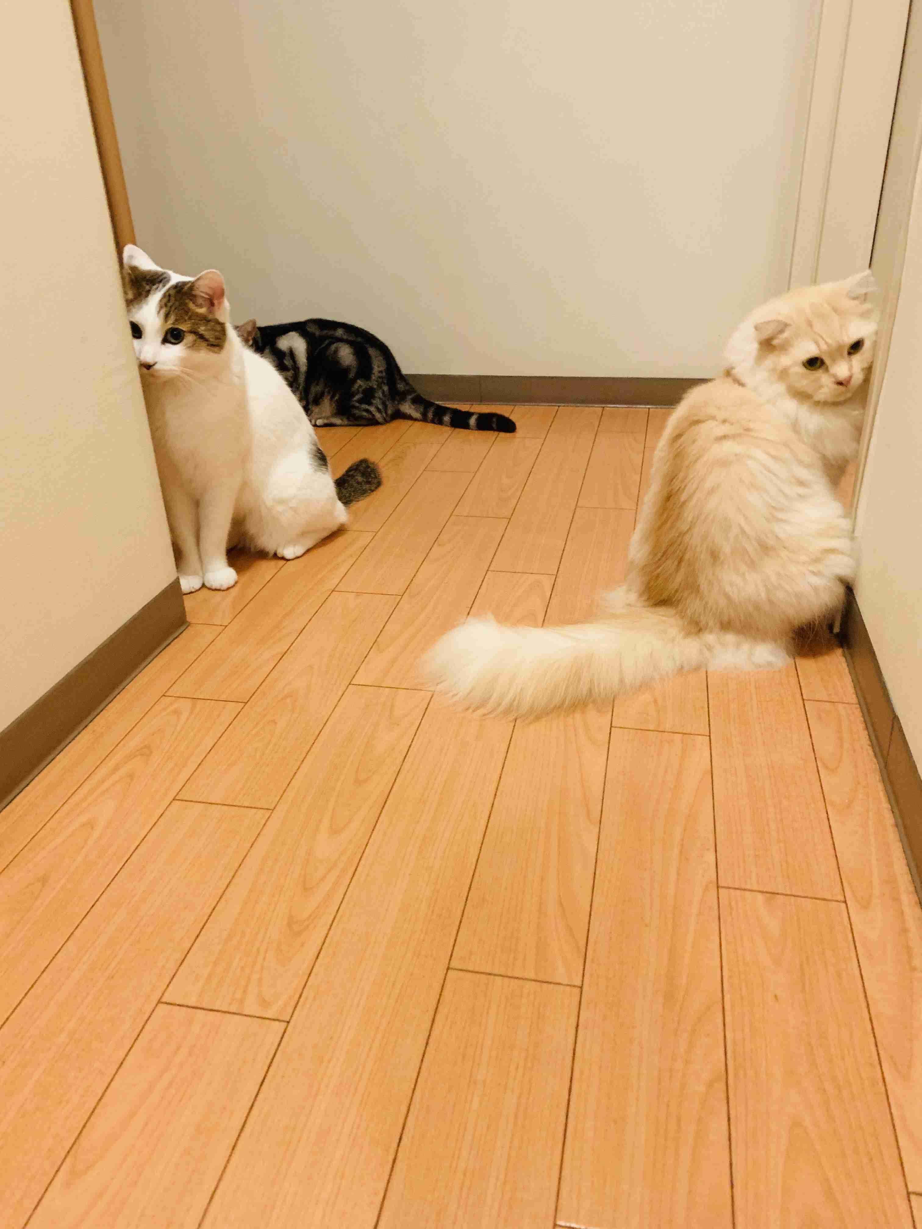 がるちゃん猫カフェ125号店開店しました♪(初めての方も大歓迎♪)