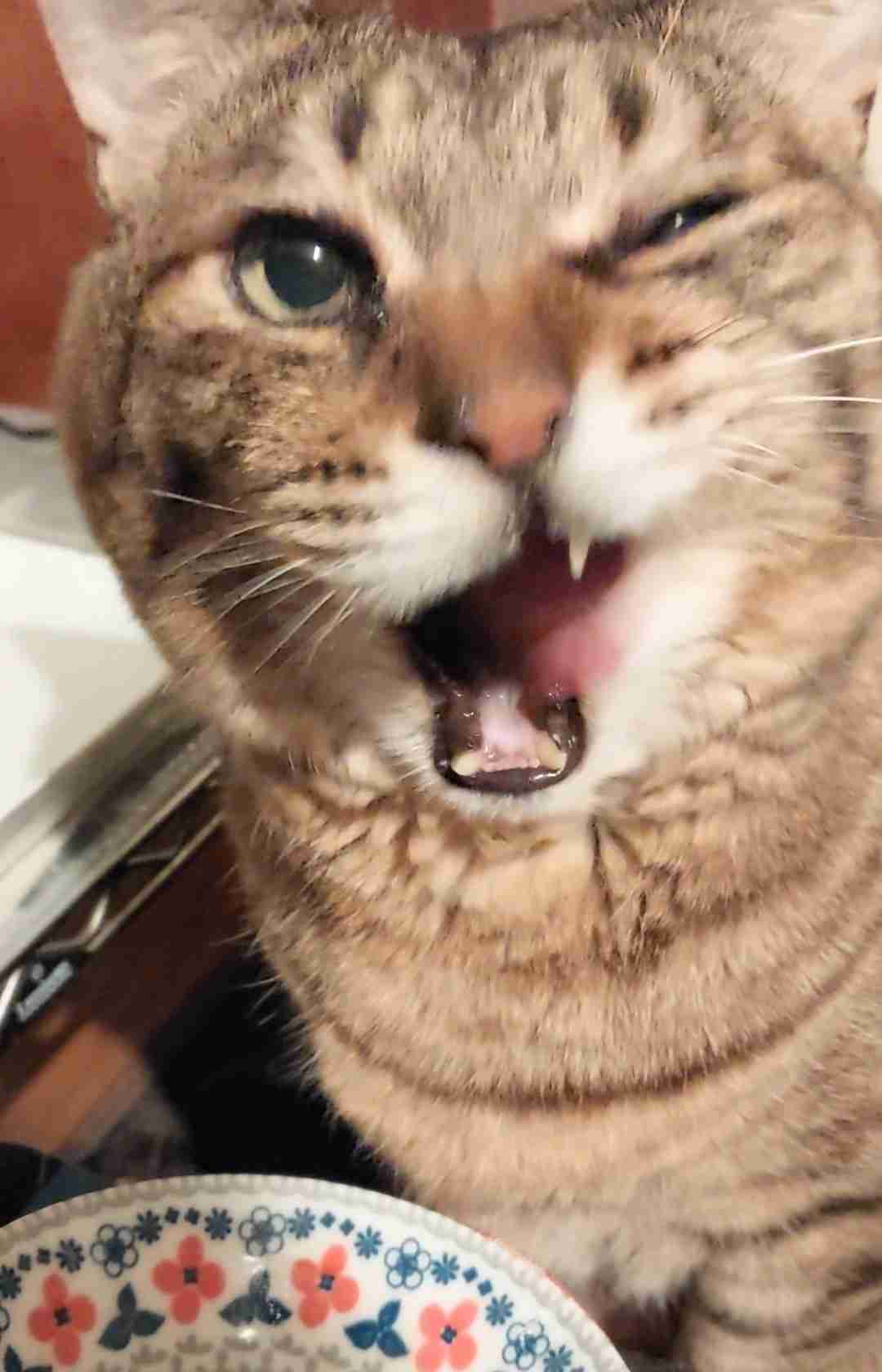 がるちゃん猫カフェ125号店開店しました♪(初めての方も大歓迎♪)
