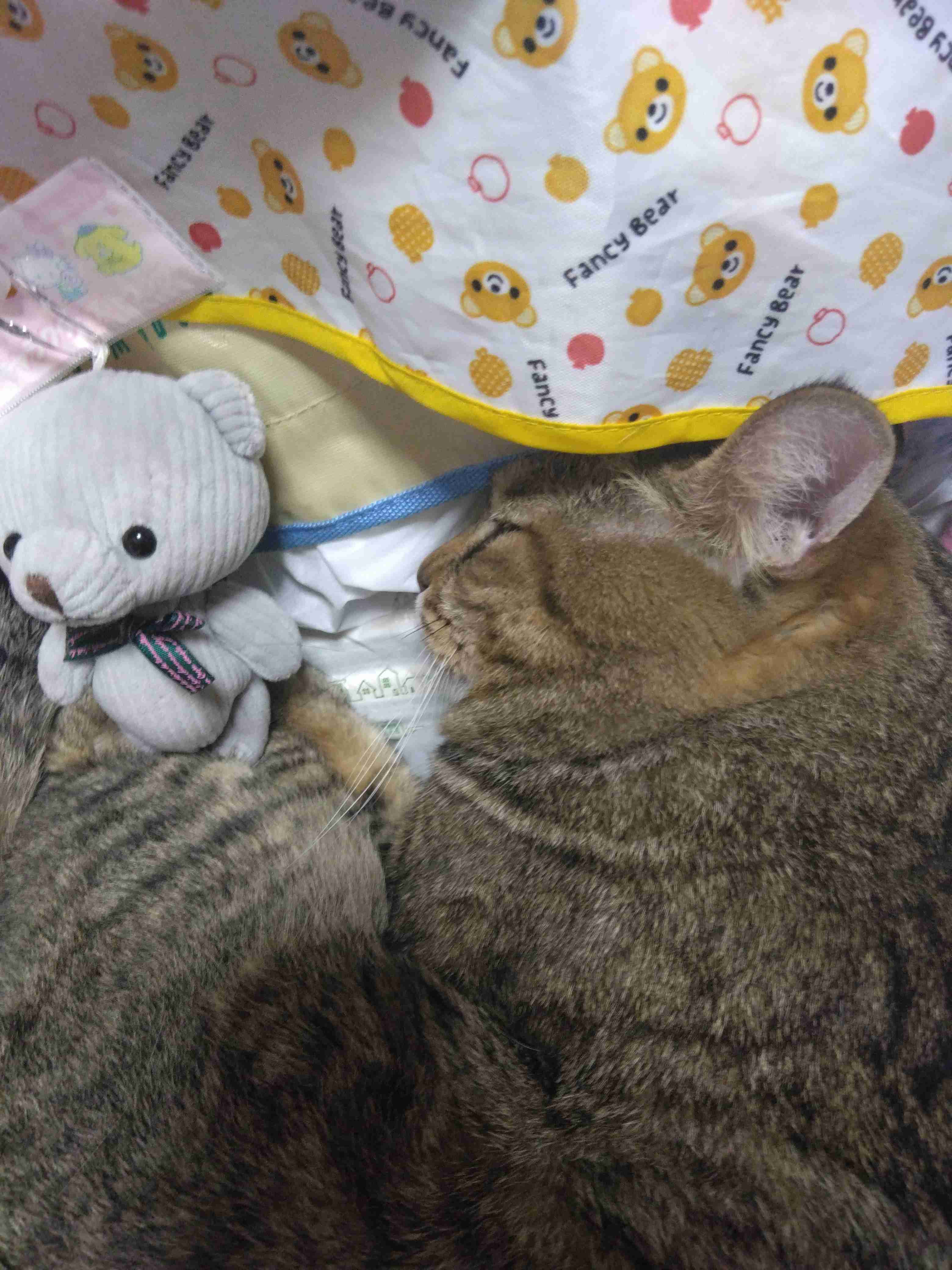 がるちゃん猫カフェ125号店開店しました♪(初めての方も大歓迎♪)