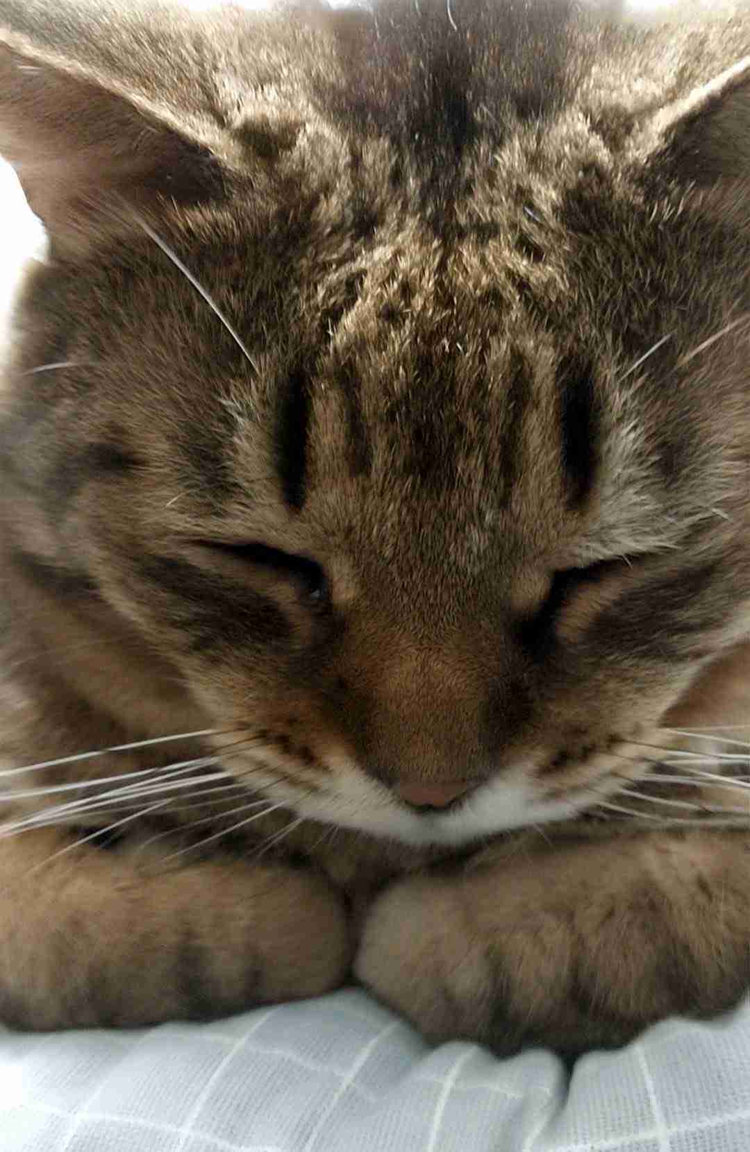 がるちゃん猫カフェ125号店開店しました♪(初めての方も大歓迎♪)