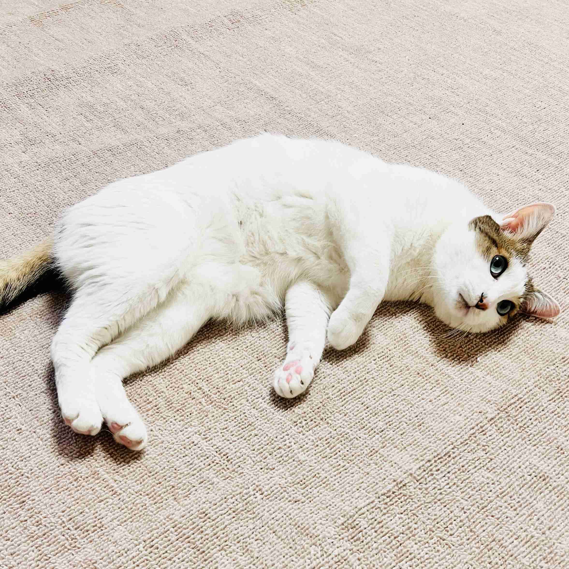 がるちゃん猫カフェ125号店開店しました♪(初めての方も大歓迎♪)