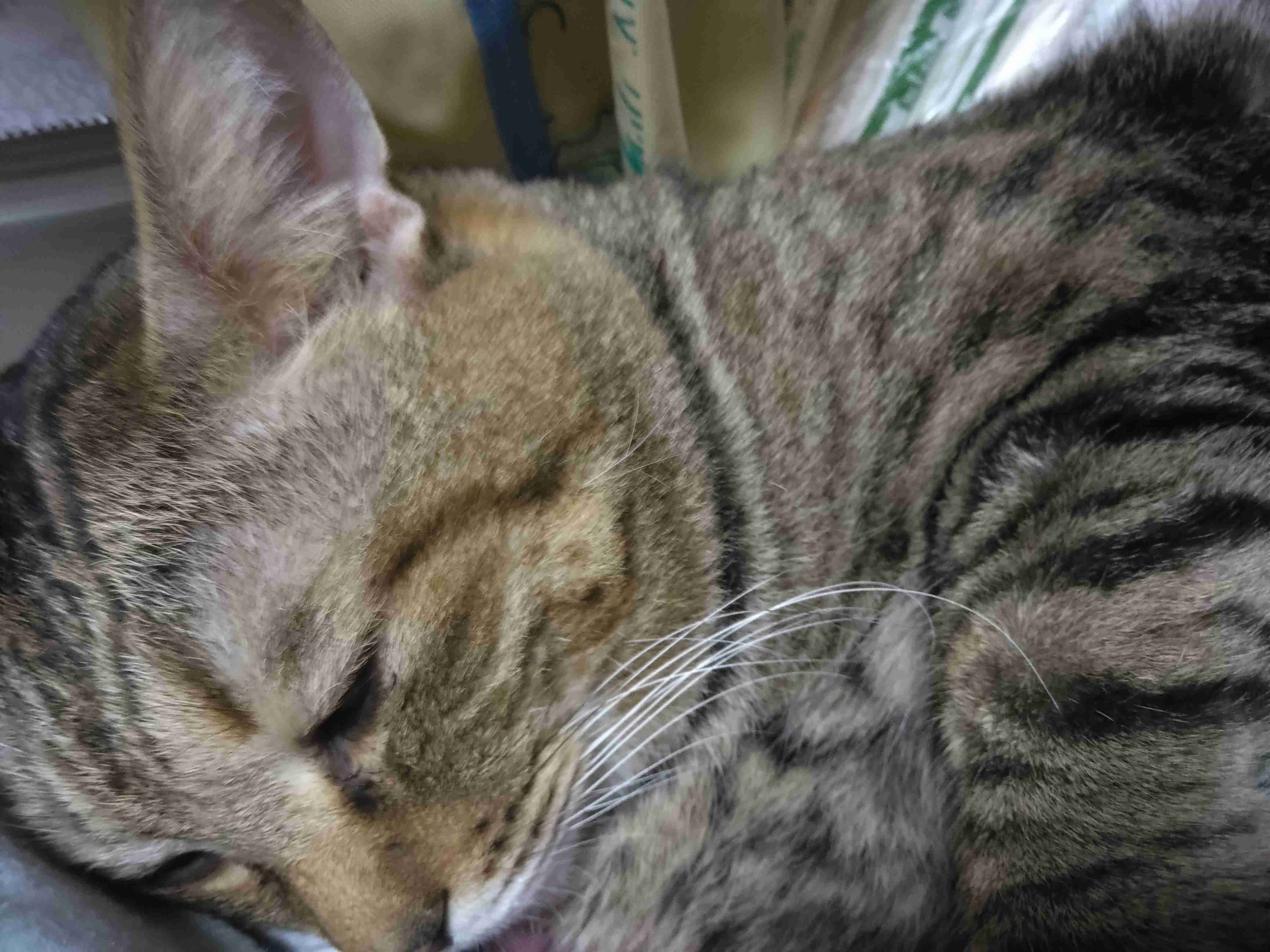 がるちゃん猫カフェ125号店開店しました♪(初めての方も大歓迎♪)