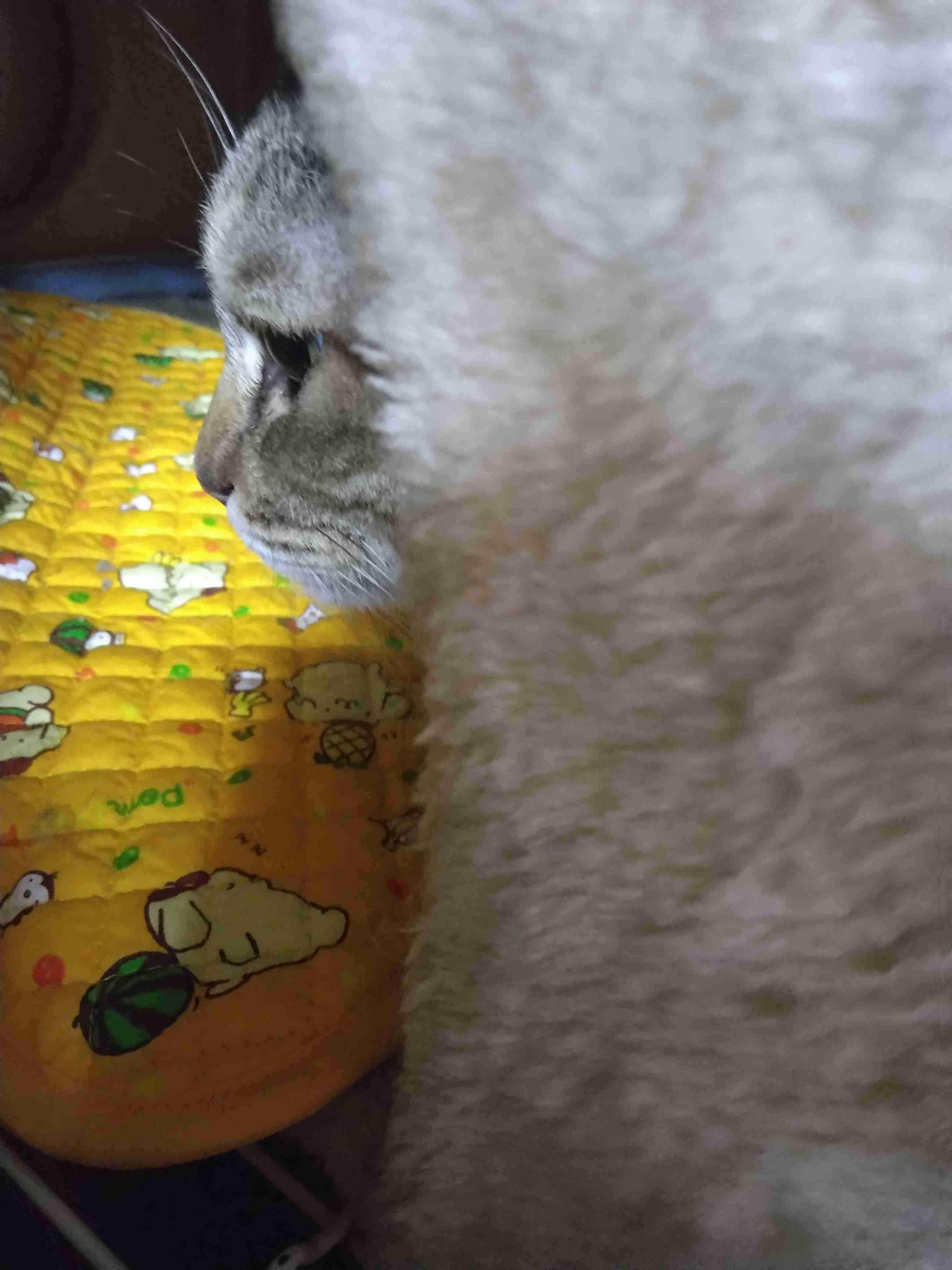 がるちゃん猫カフェ125号店開店しました♪(初めての方も大歓迎♪)