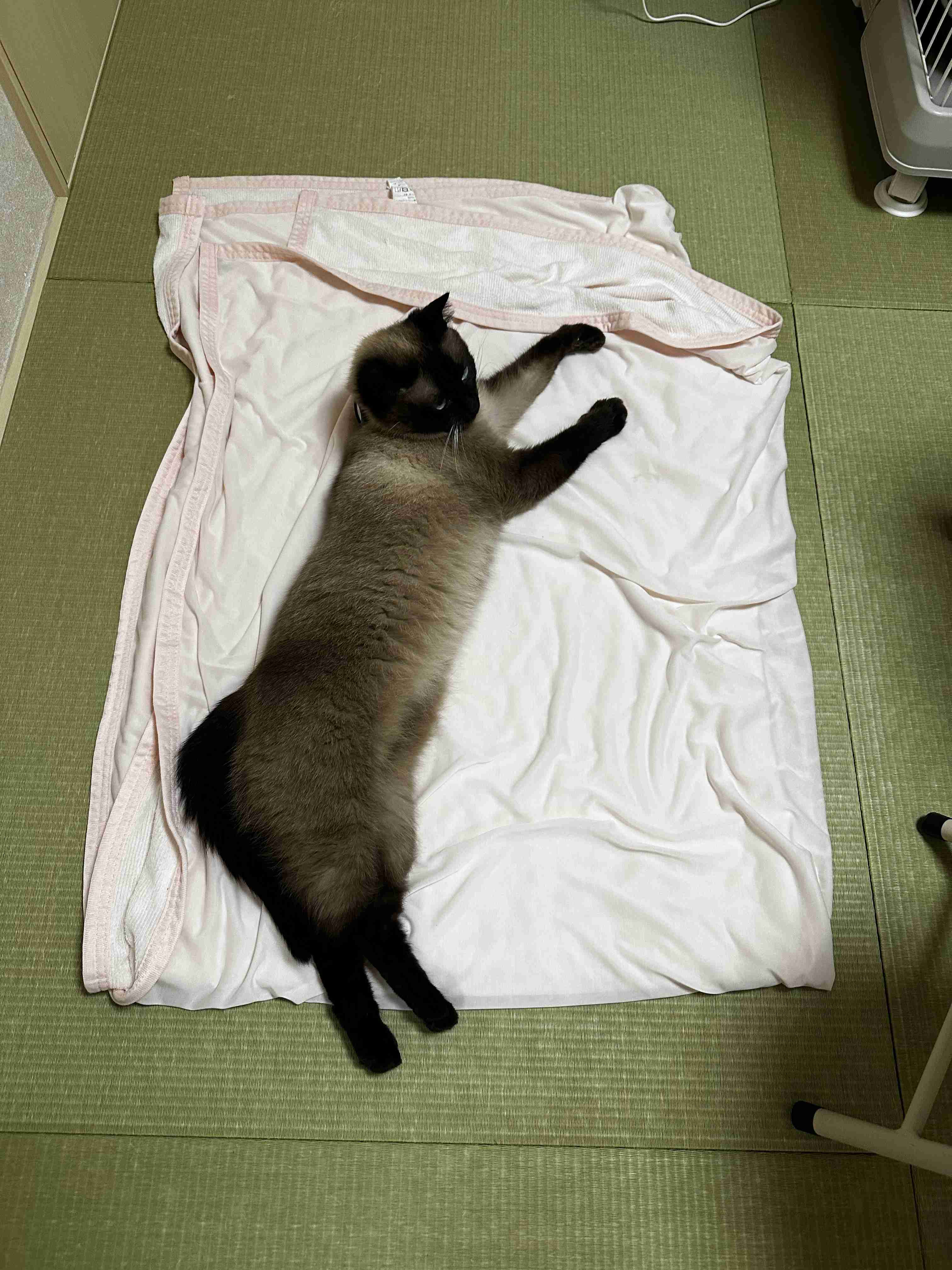 がるちゃん猫カフェ125号店開店しました♪(初めての方も大歓迎♪)