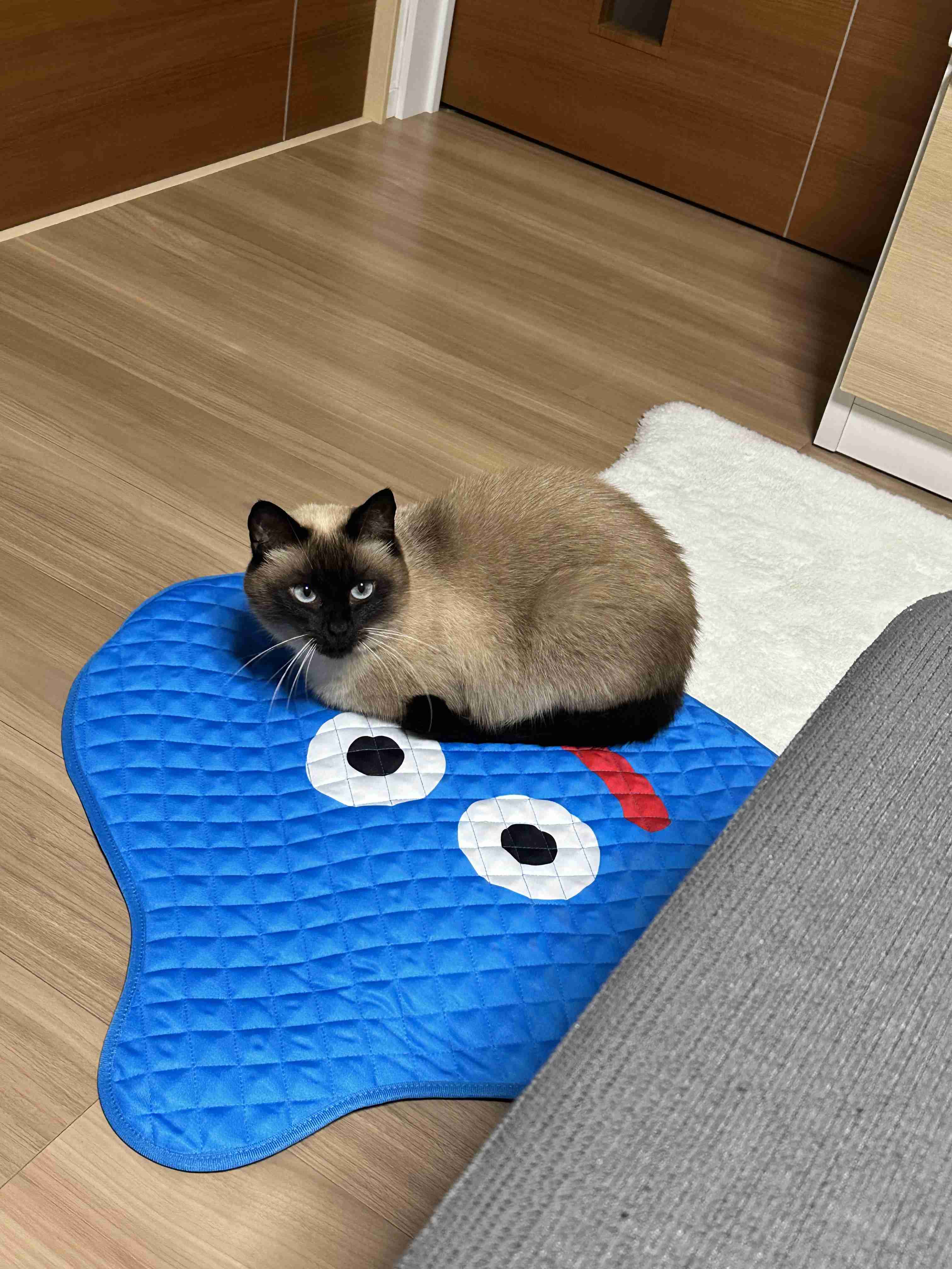 がるちゃん猫カフェ125号店開店しました♪(初めての方も大歓迎♪)