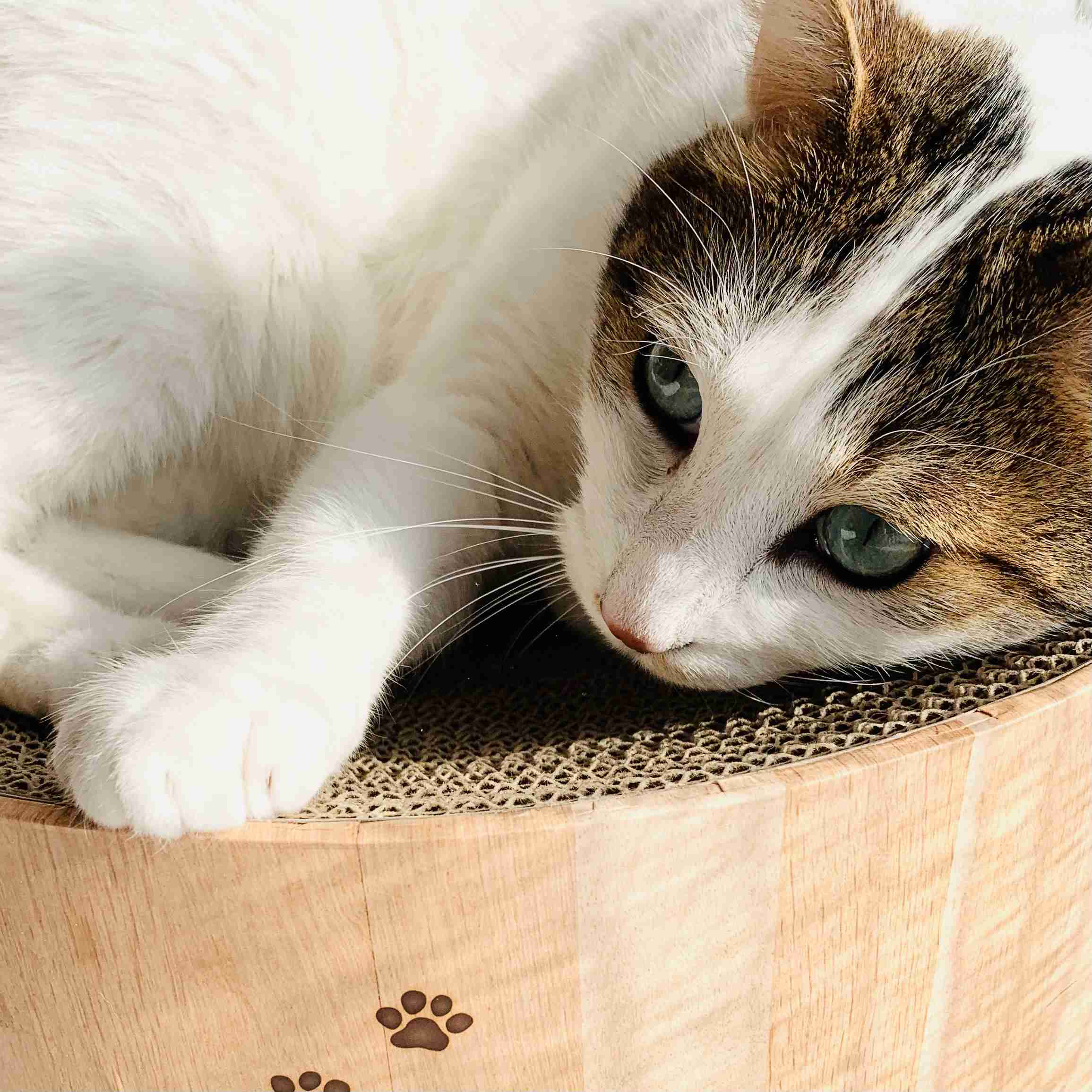 がるちゃん猫カフェ125号店開店しました♪(初めての方も大歓迎♪)