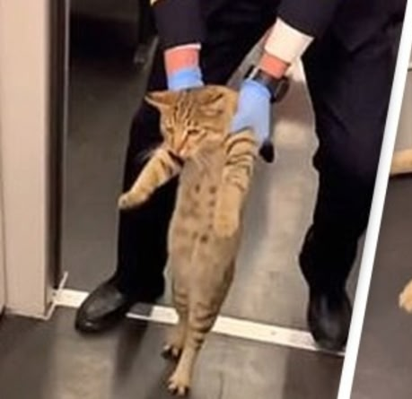 がるちゃん猫カフェ125号店開店しました♪(初めての方も大歓迎♪)