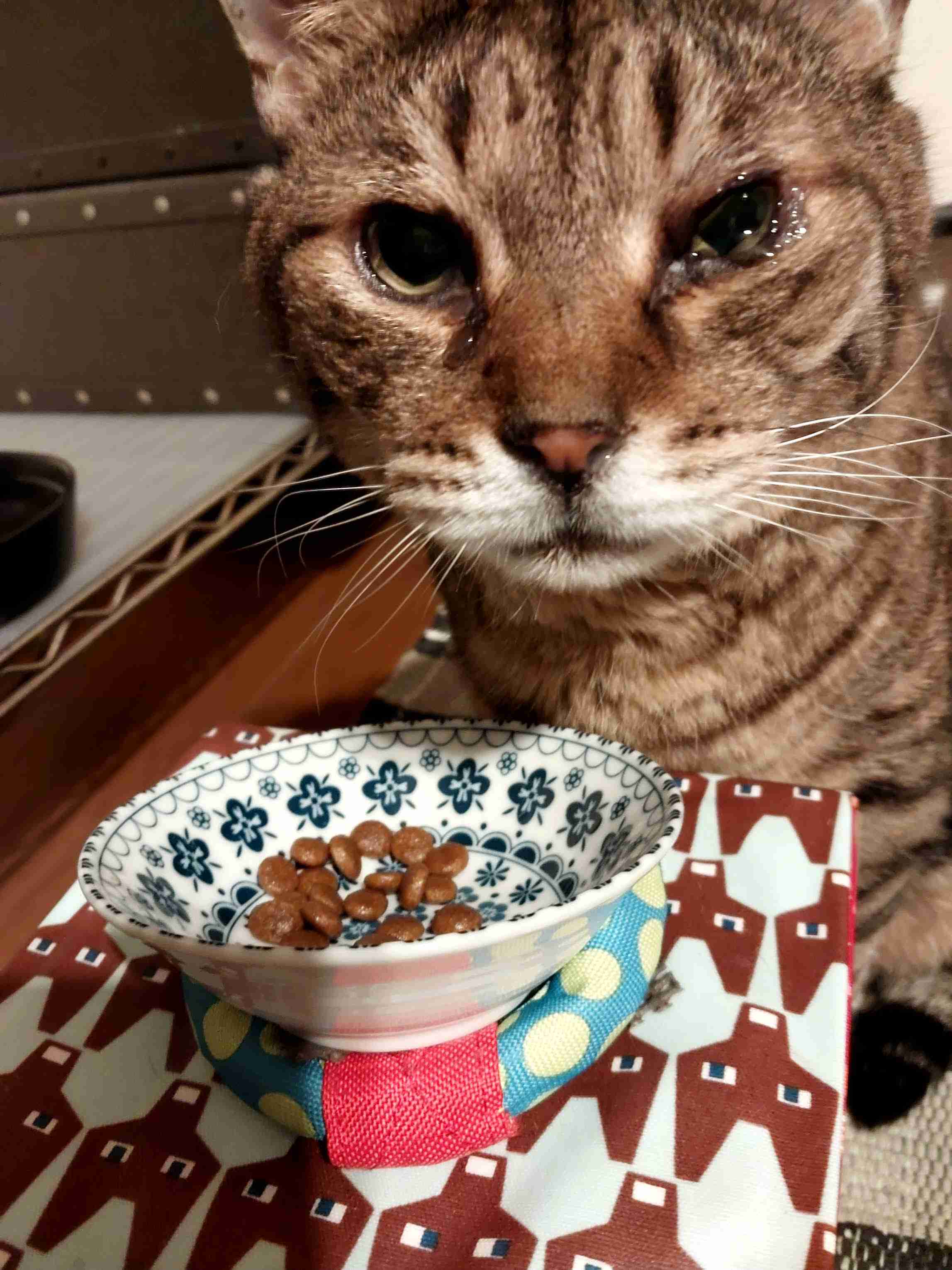 がるちゃん猫カフェ125号店開店しました♪(初めての方も大歓迎♪)