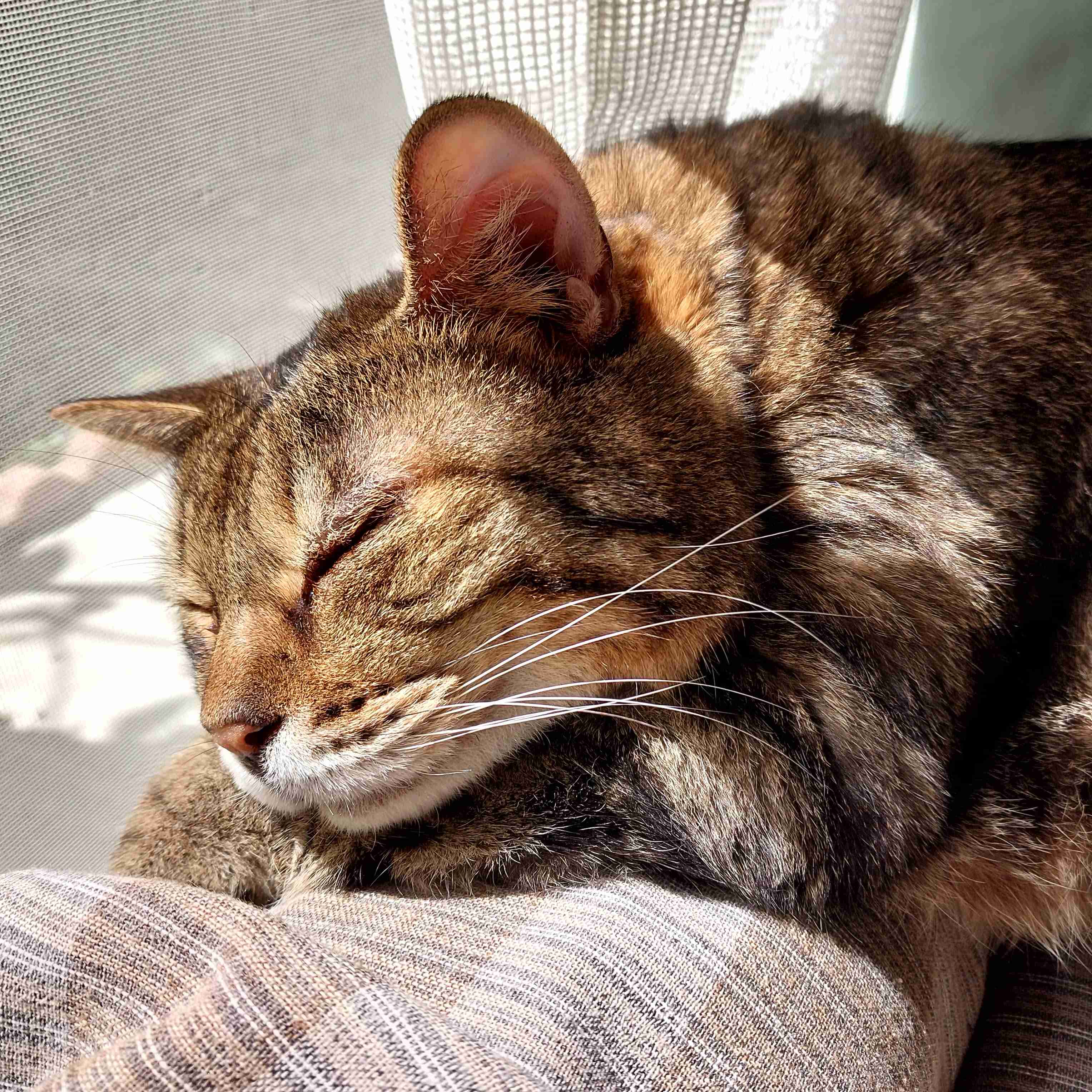 がるちゃん猫カフェ125号店開店しました♪(初めての方も大歓迎♪)