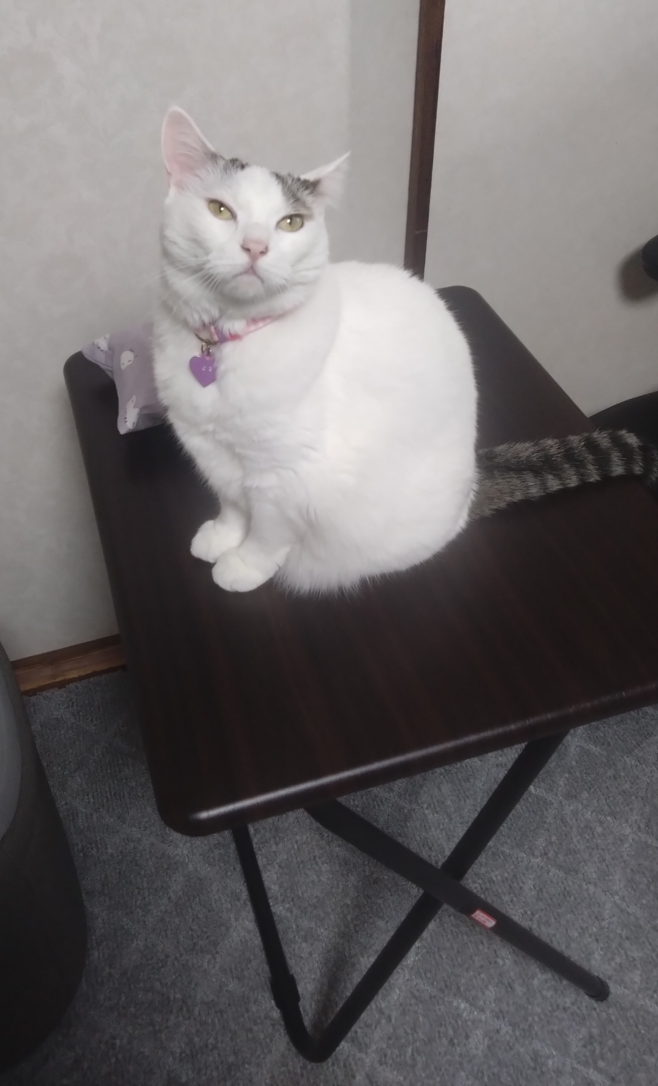 がるちゃん猫カフェ125号店開店しました♪(初めての方も大歓迎♪)