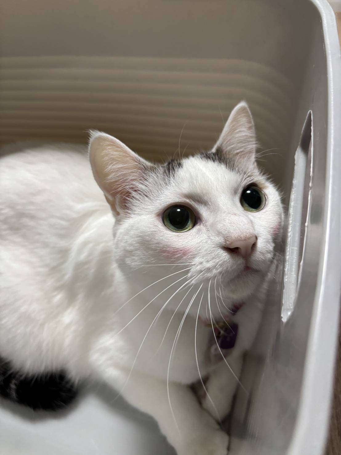 がるちゃん猫カフェ125号店開店しました♪(初めての方も大歓迎♪)