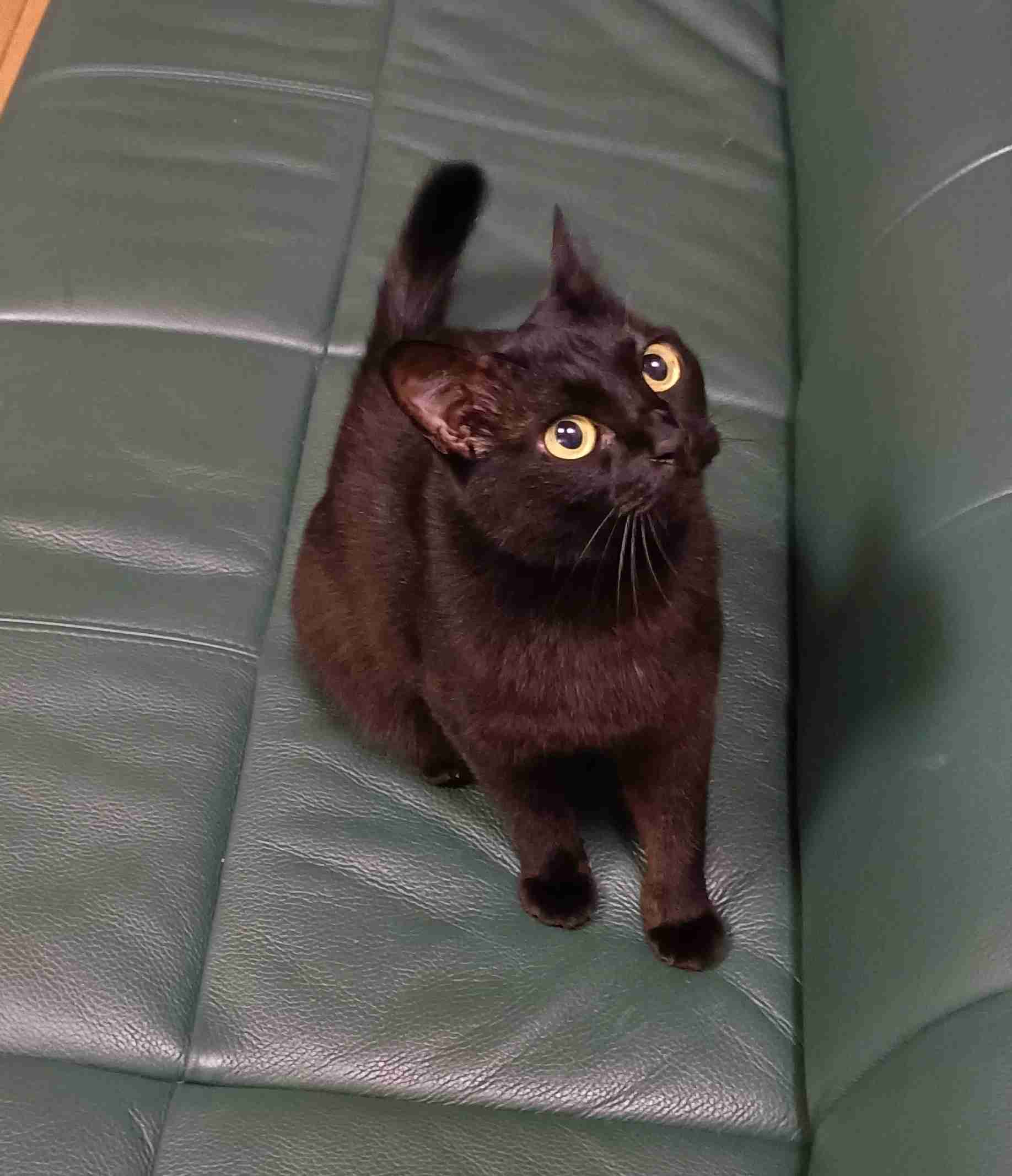 がるちゃん猫カフェ125号店開店しました♪(初めての方も大歓迎♪)