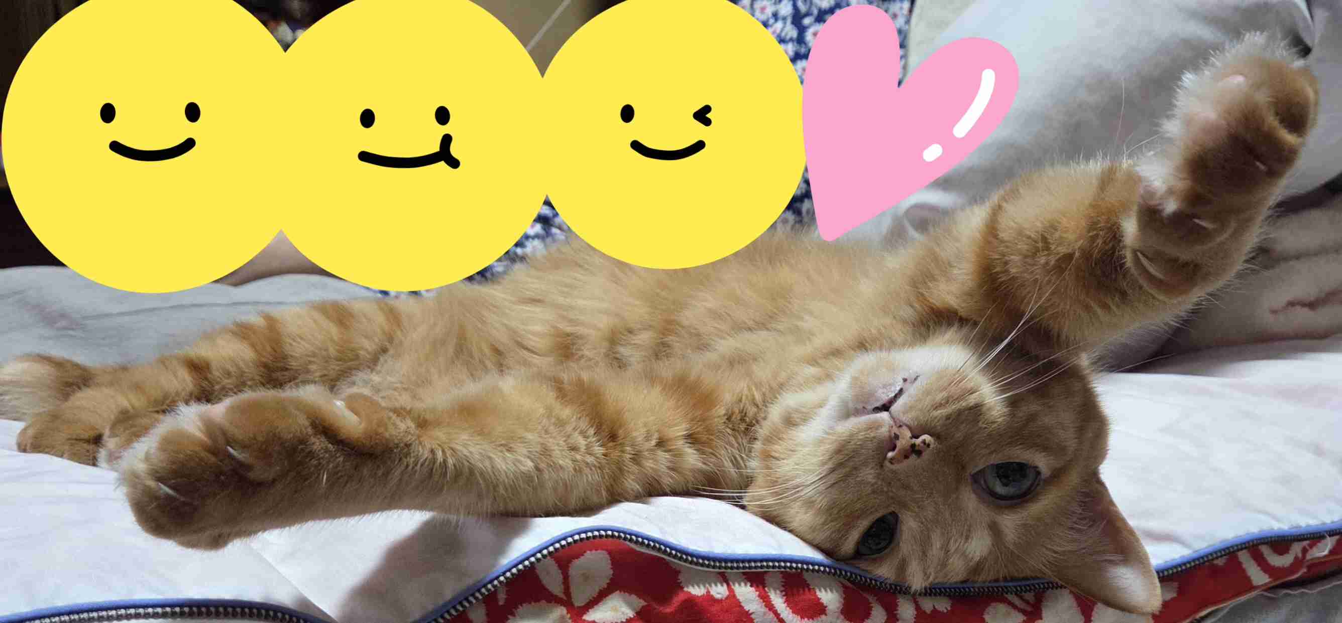 がるちゃん猫カフェ125号店開店しました♪(初めての方も大歓迎♪)