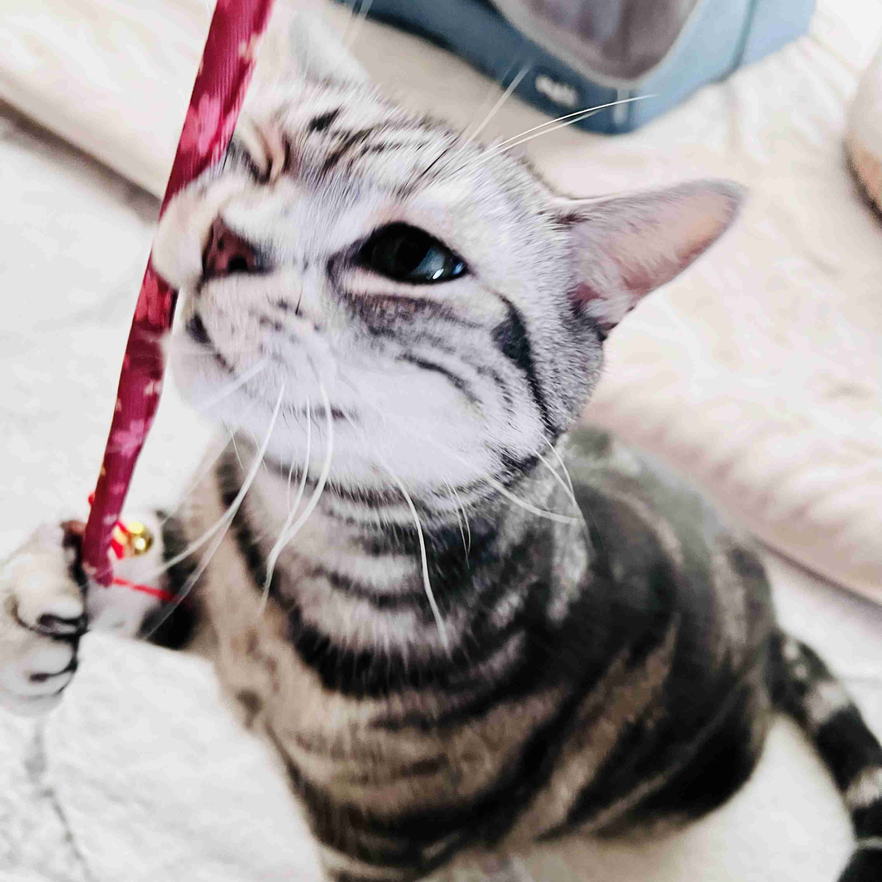 がるちゃん猫カフェ125号店開店しました♪(初めての方も大歓迎♪)