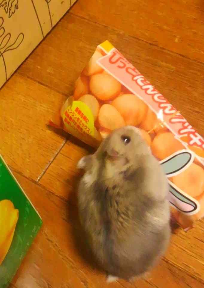 がるちゃん猫カフェ125号店開店しました♪(初めての方も大歓迎♪)