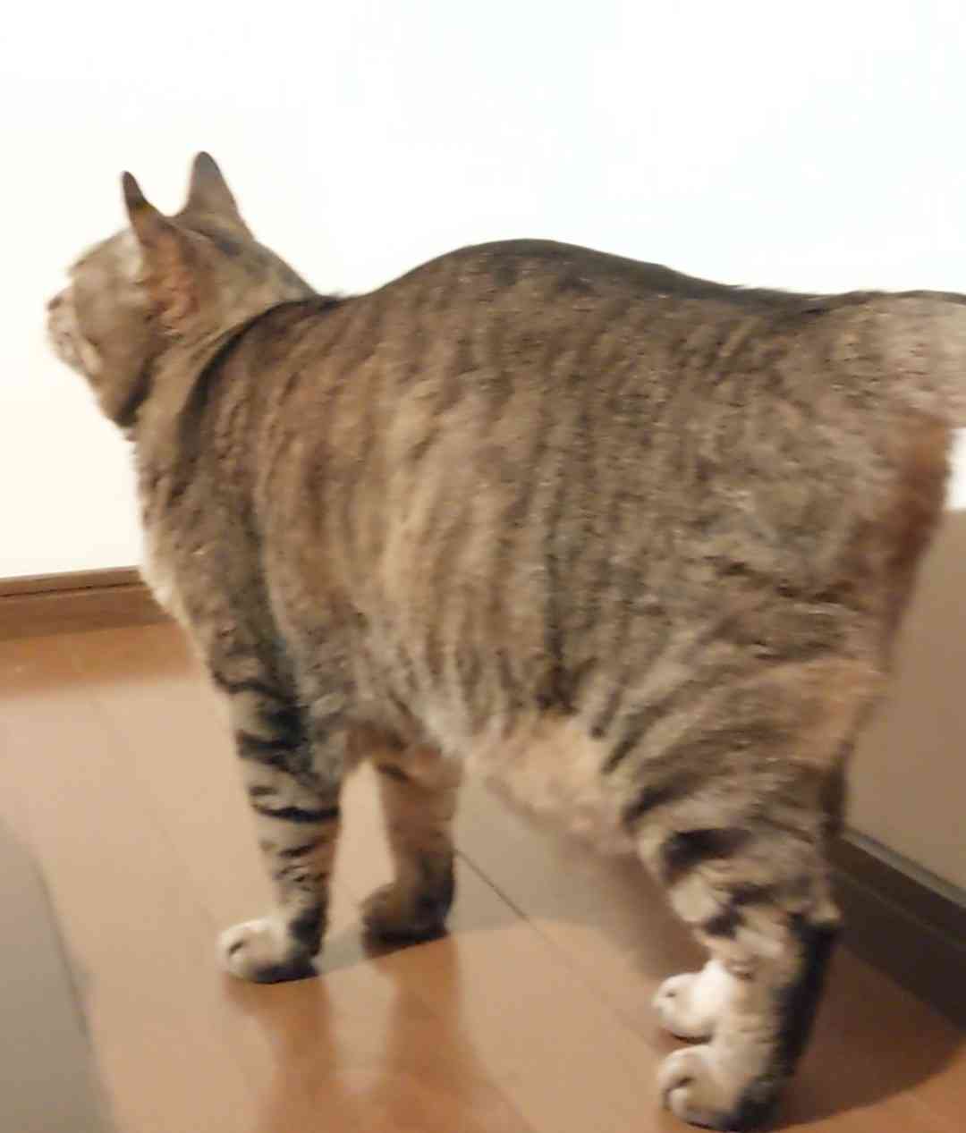 がるちゃん猫カフェ125号店開店しました♪(初めての方も大歓迎♪)