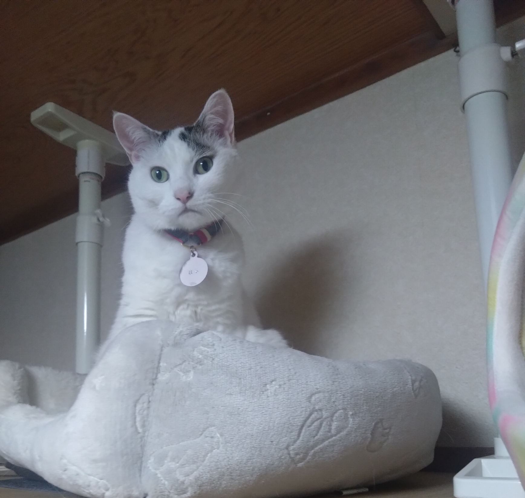 がるちゃん猫カフェ125号店開店しました♪(初めての方も大歓迎♪)
