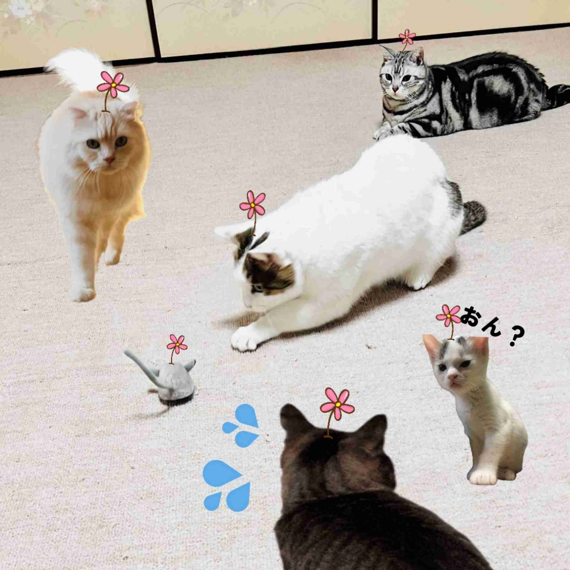 がるちゃん猫カフェ125号店開店しました♪(初めての方も大歓迎♪)