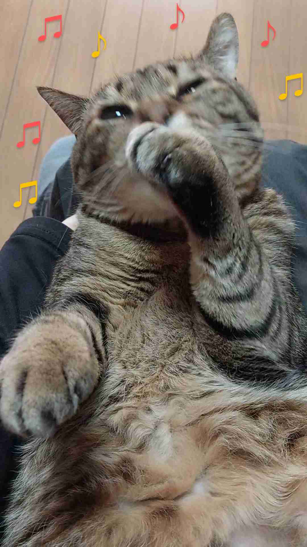 がるちゃん猫カフェ125号店開店しました♪(初めての方も大歓迎♪)