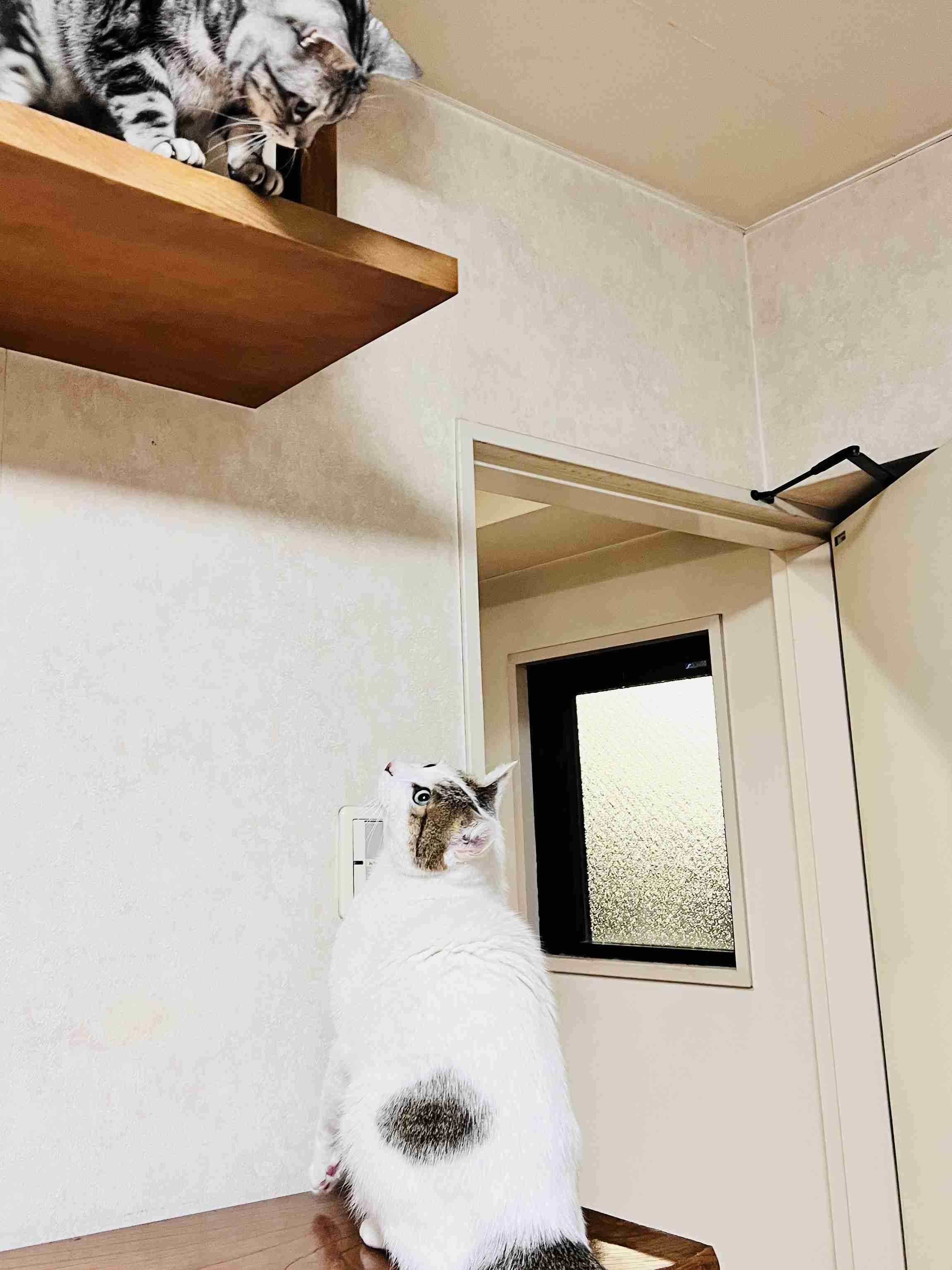 がるちゃん猫カフェ125号店開店しました♪(初めての方も大歓迎♪)