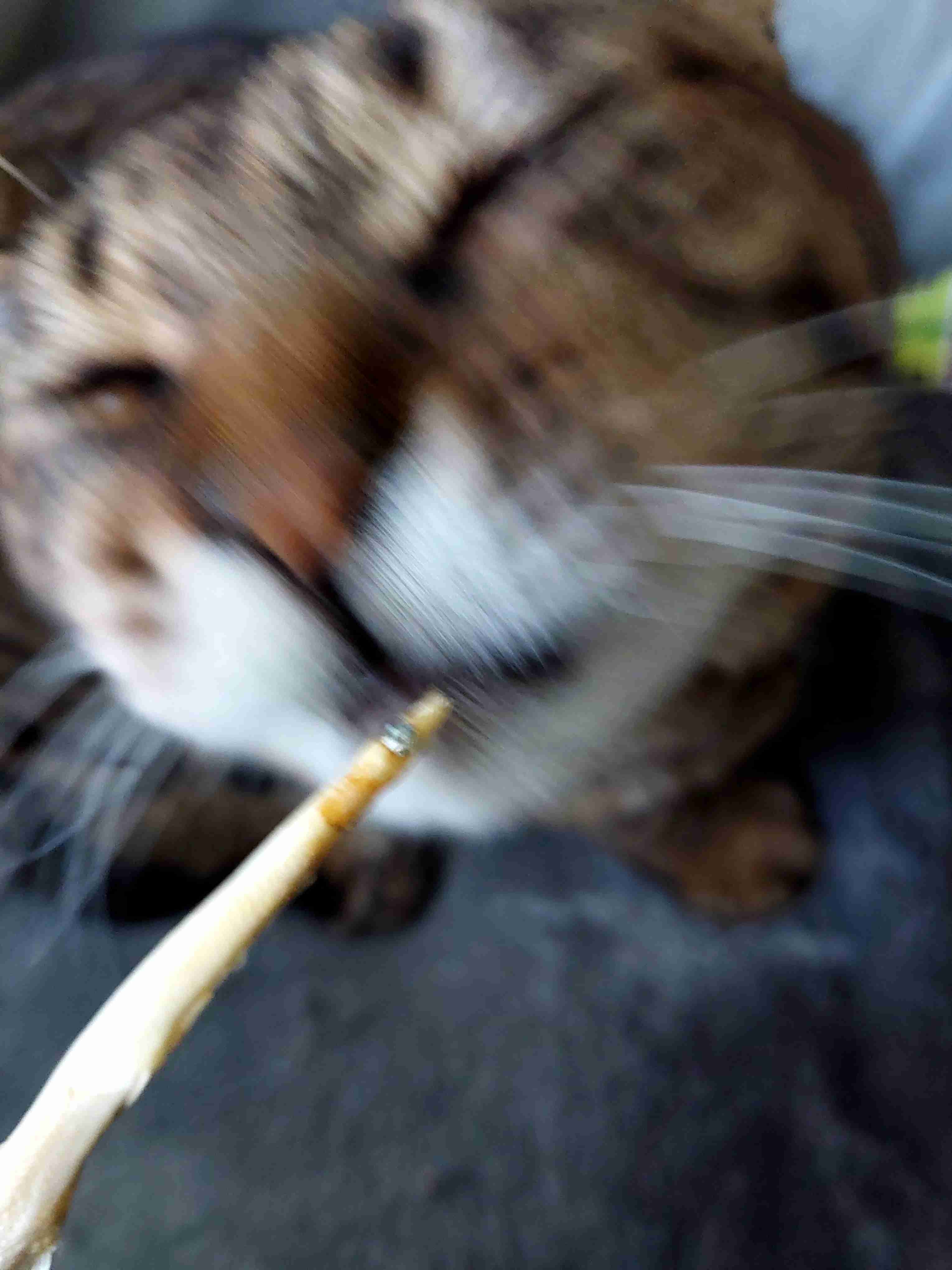 がるちゃん猫カフェ125号店開店しました♪(初めての方も大歓迎♪)