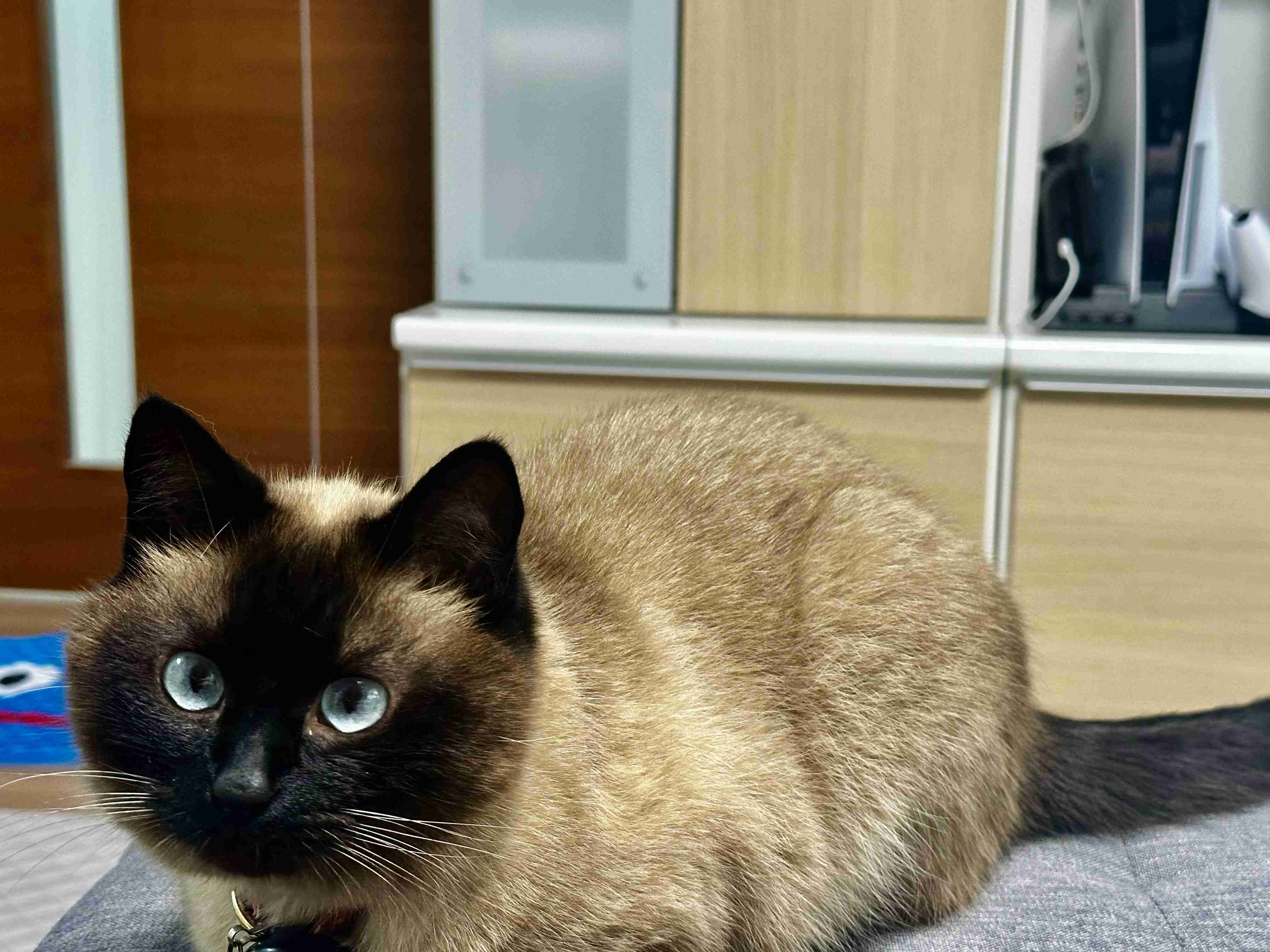 がるちゃん猫カフェ125号店開店しました♪(初めての方も大歓迎♪)