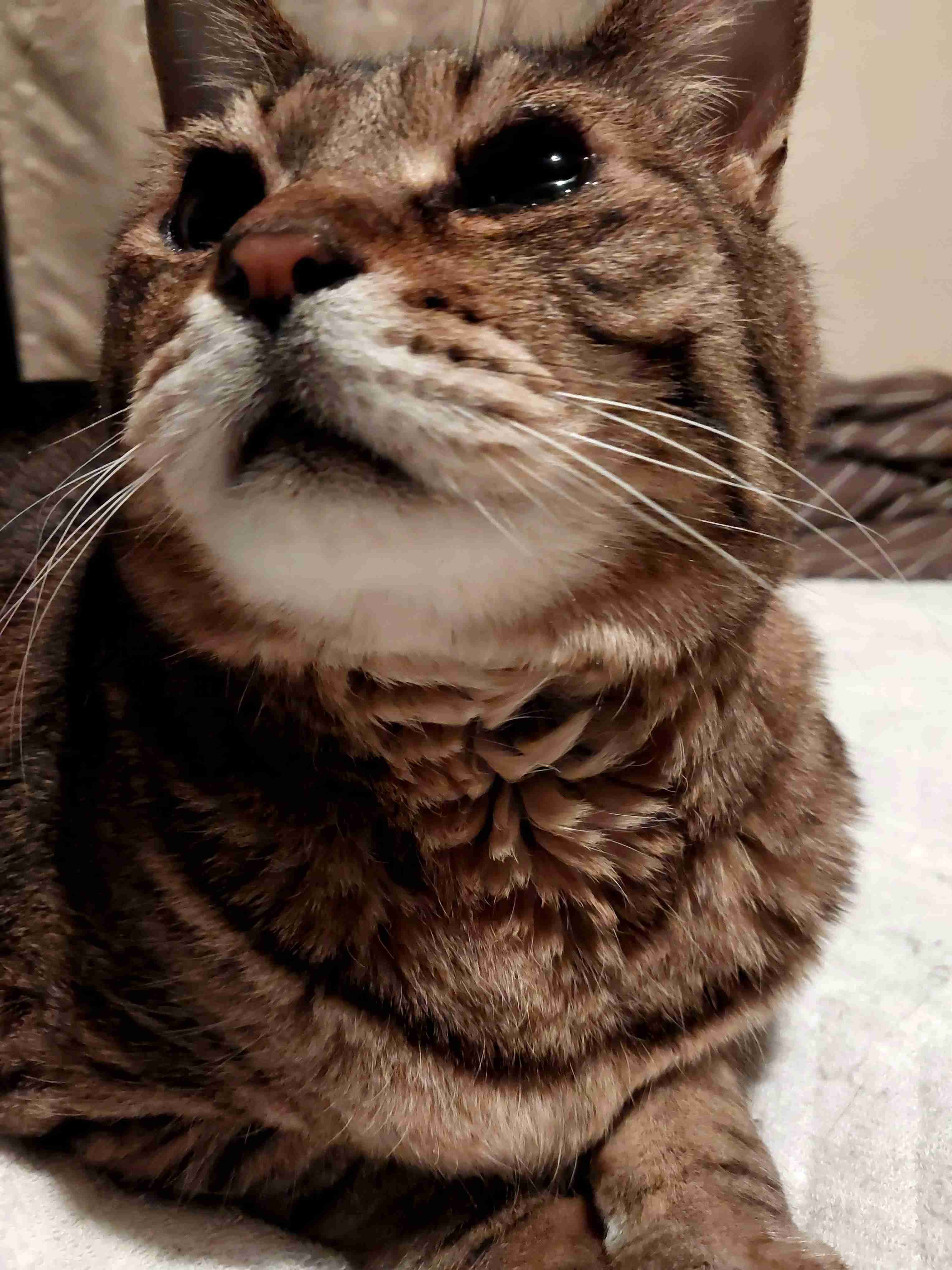 がるちゃん猫カフェ125号店開店しました♪(初めての方も大歓迎♪)