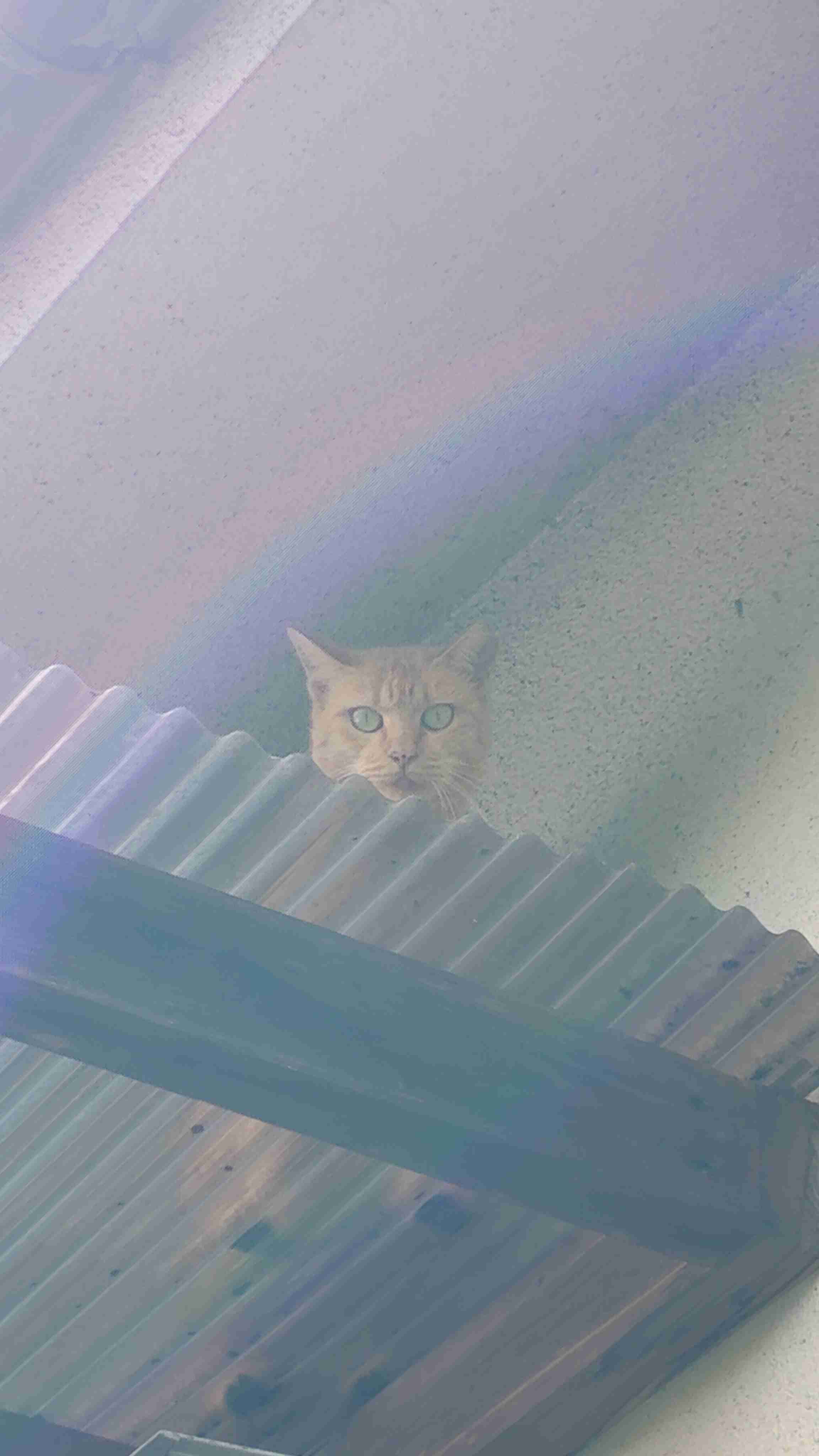 がるちゃん猫カフェ125号店開店しました♪(初めての方も大歓迎♪)