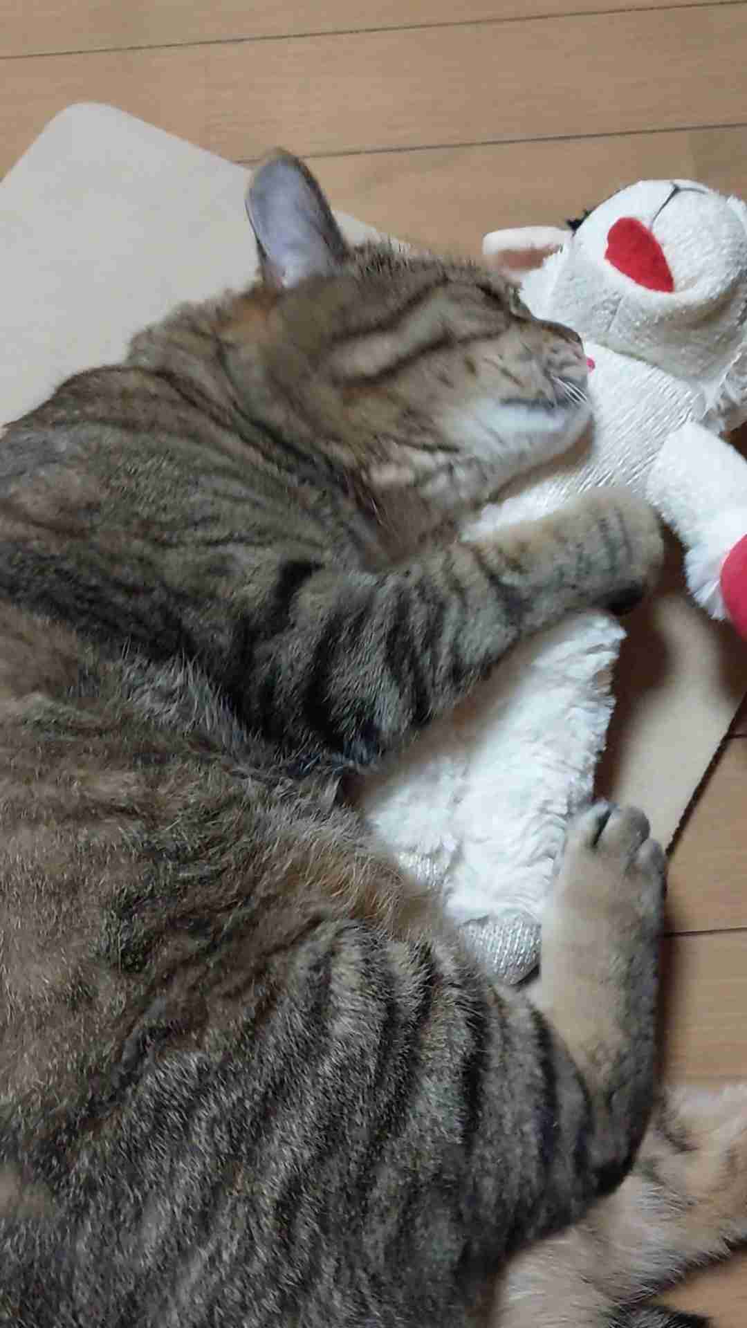 がるちゃん猫カフェ125号店開店しました♪(初めての方も大歓迎♪)