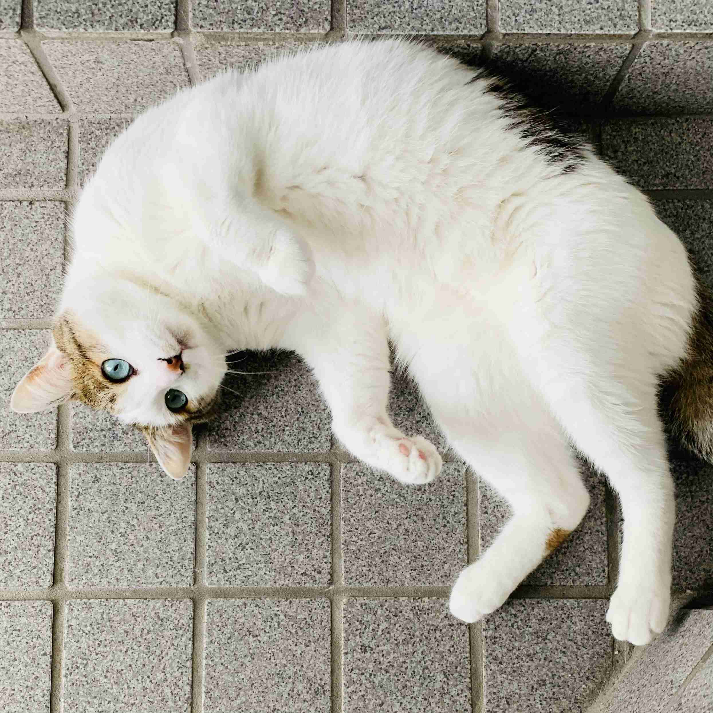 がるちゃん猫カフェ125号店開店しました♪(初めての方も大歓迎♪)
