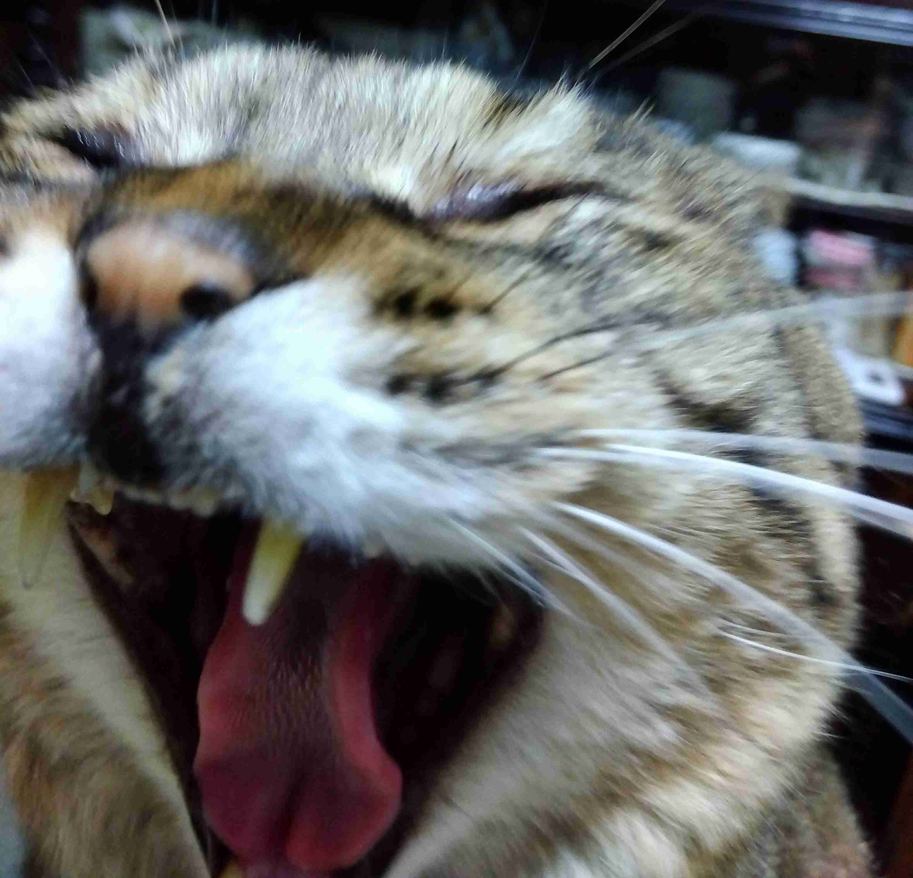 がるちゃん猫カフェ125号店開店しました♪(初めての方も大歓迎♪)
