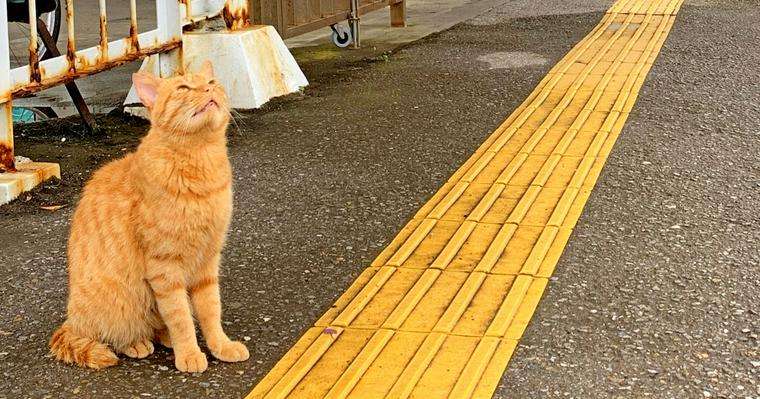 がるちゃん猫カフェ125号店開店しました♪(初めての方も大歓迎♪)