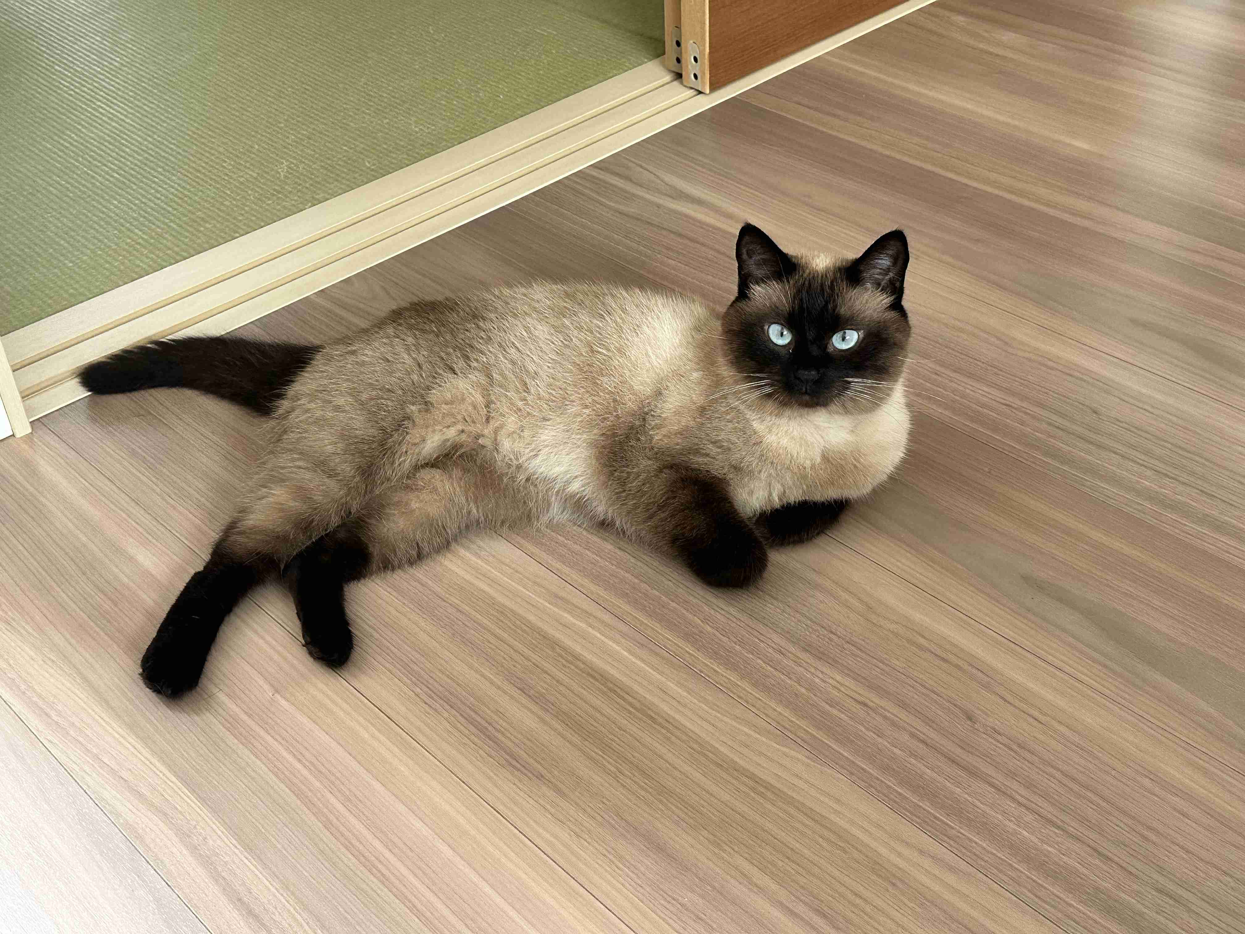 がるちゃん猫カフェ125号店開店しました♪(初めての方も大歓迎♪)