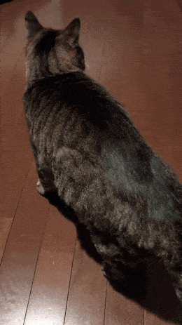 がるちゃん猫カフェ125号店開店しました♪(初めての方も大歓迎♪)