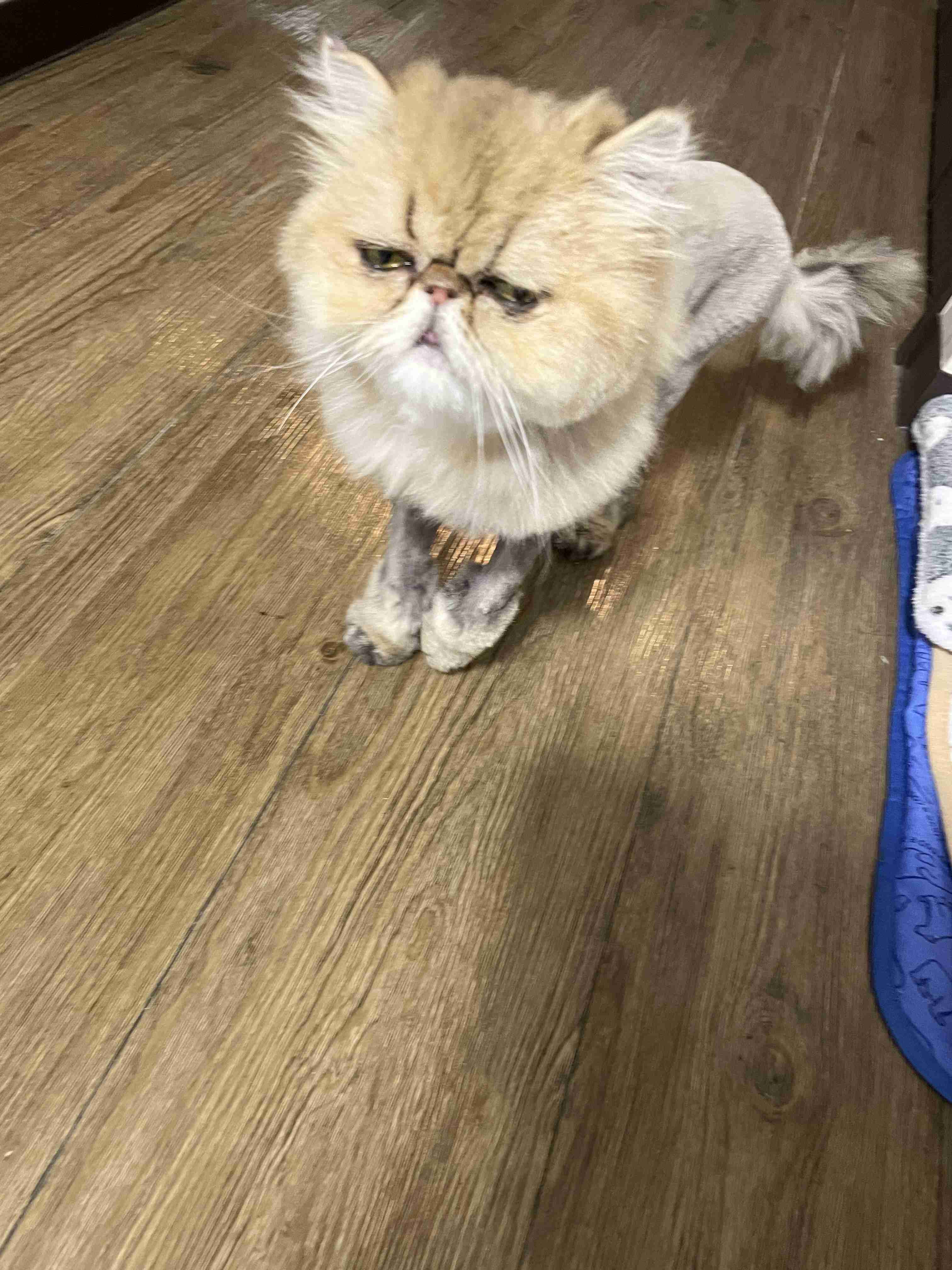 がるちゃん猫カフェ125号店開店しました♪(初めての方も大歓迎♪)