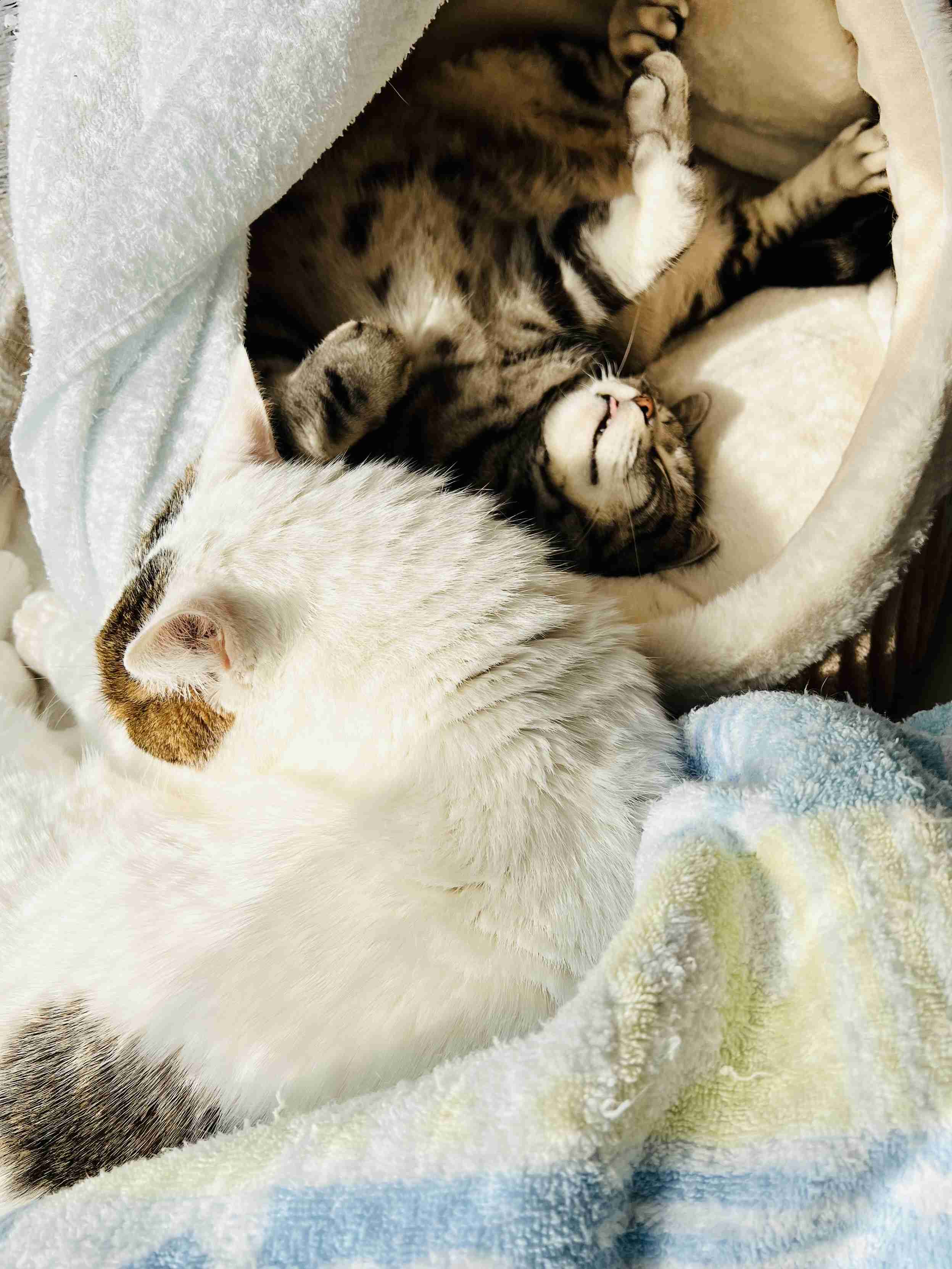 がるちゃん猫カフェ125号店開店しました♪(初めての方も大歓迎♪)